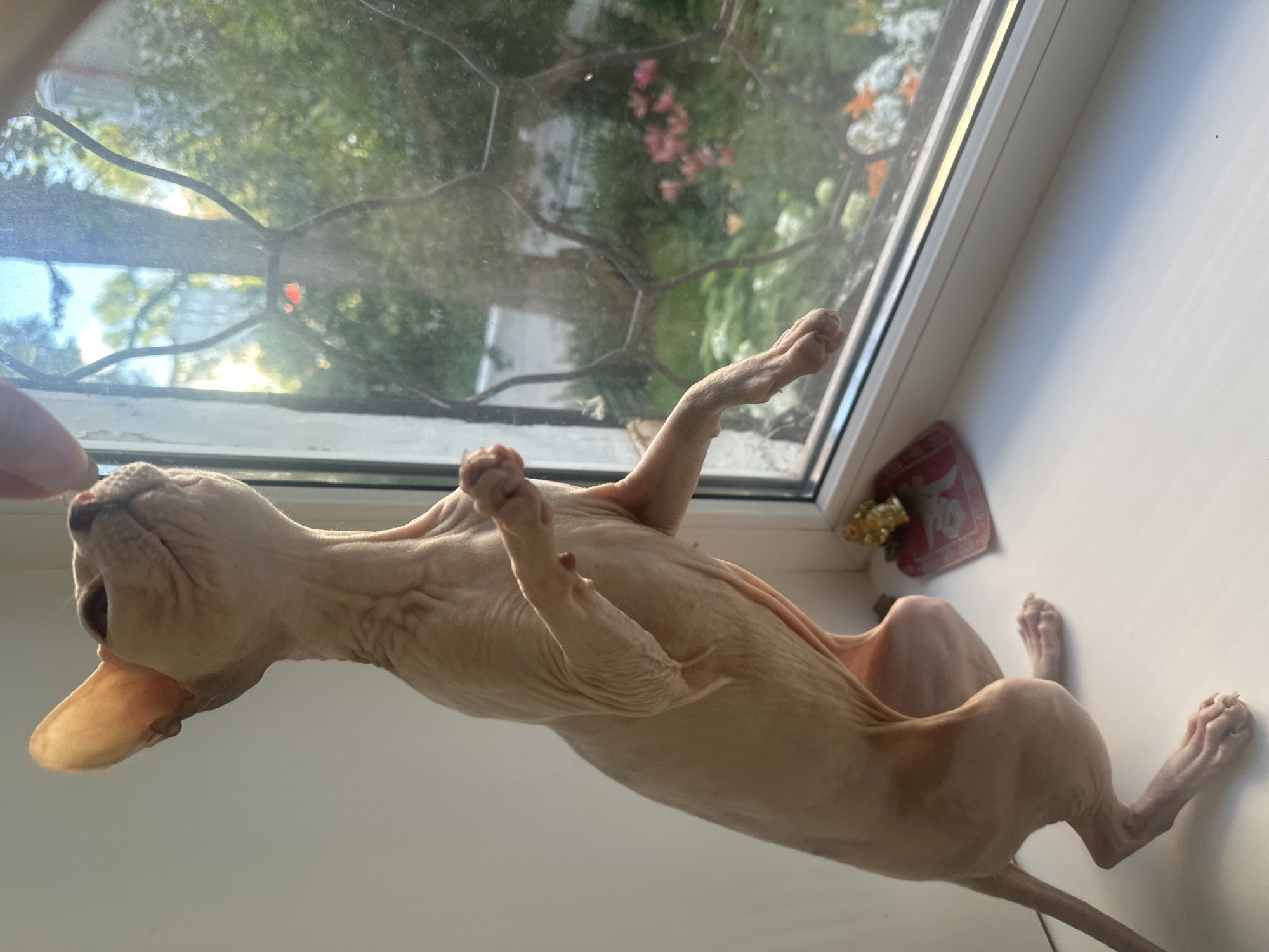 Sphynx cat spends an afternoon napping and snacking in Togliatti