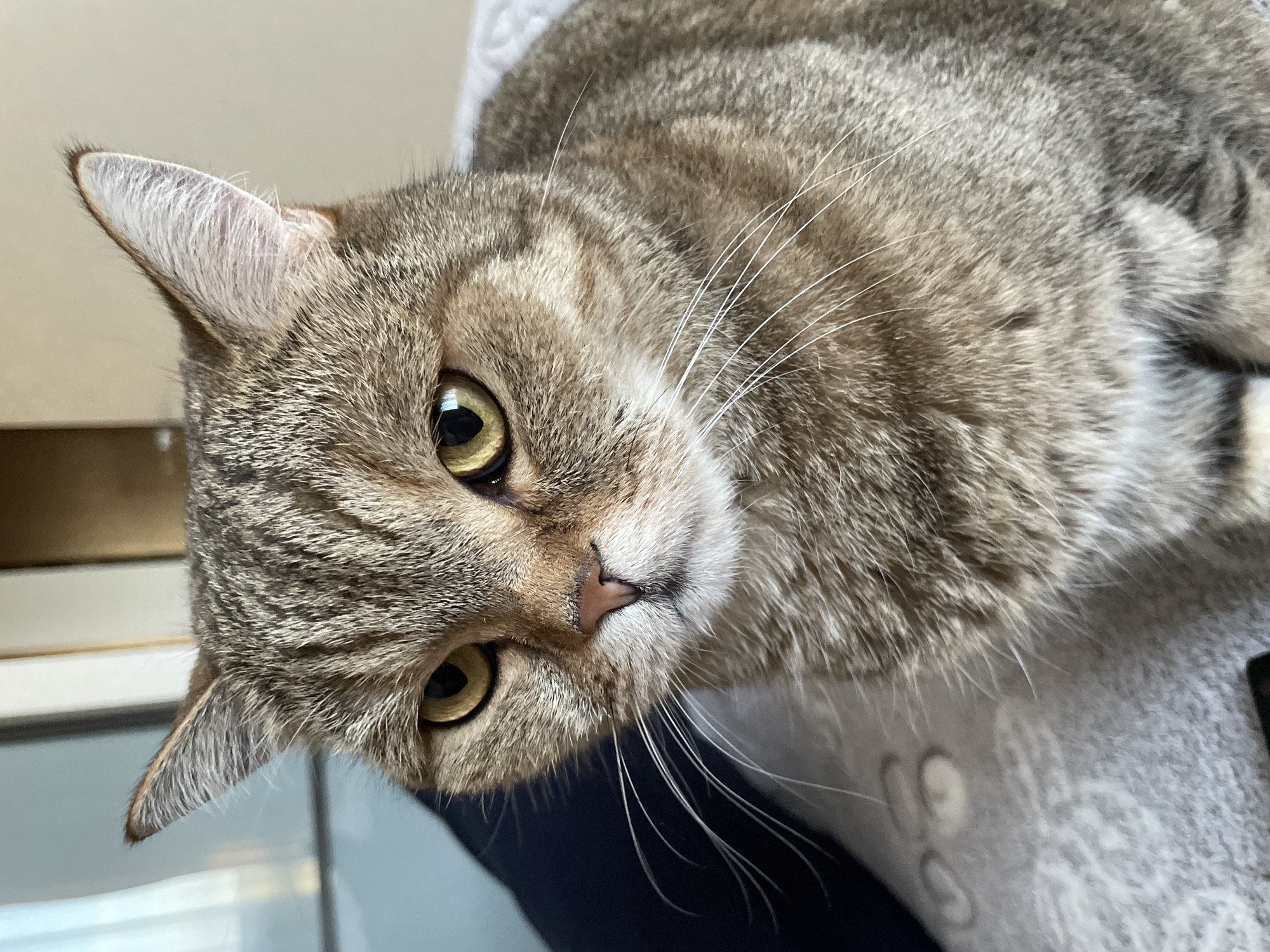 Tabby cat photographed in close-up portraits