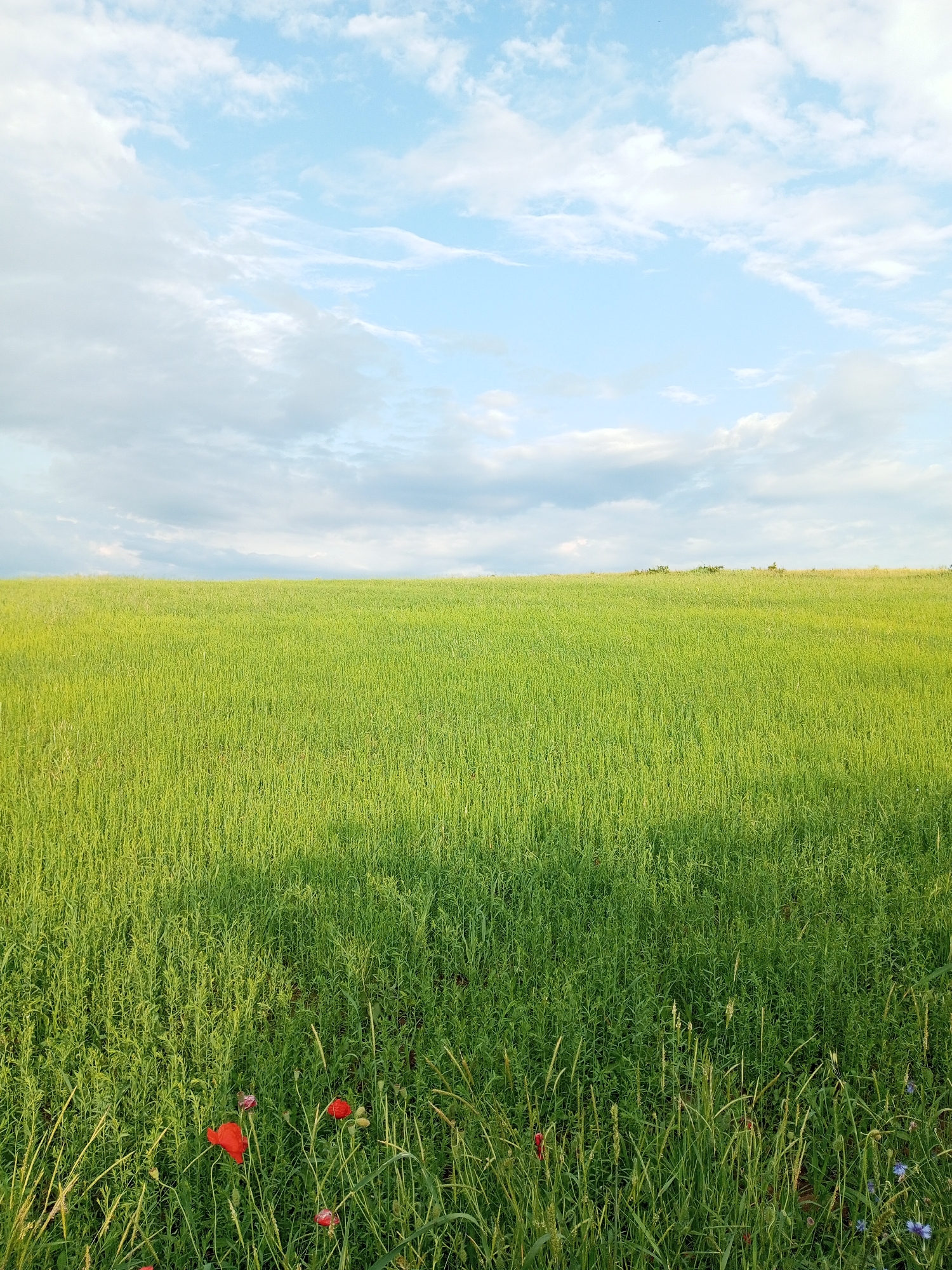 Person walks through wildflower meadows on summer afternoon