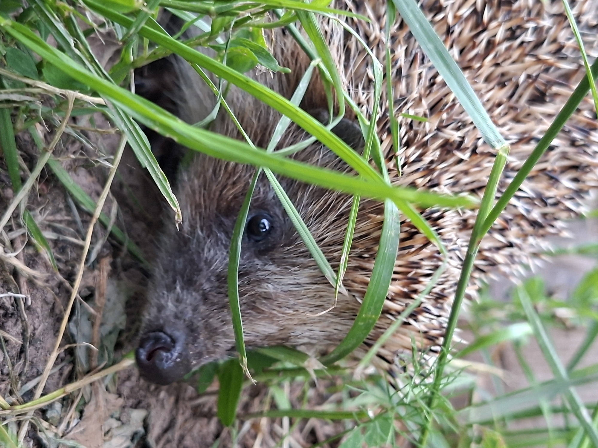 Hedgehog spotted foraging in tall grass near Karsha, Russia