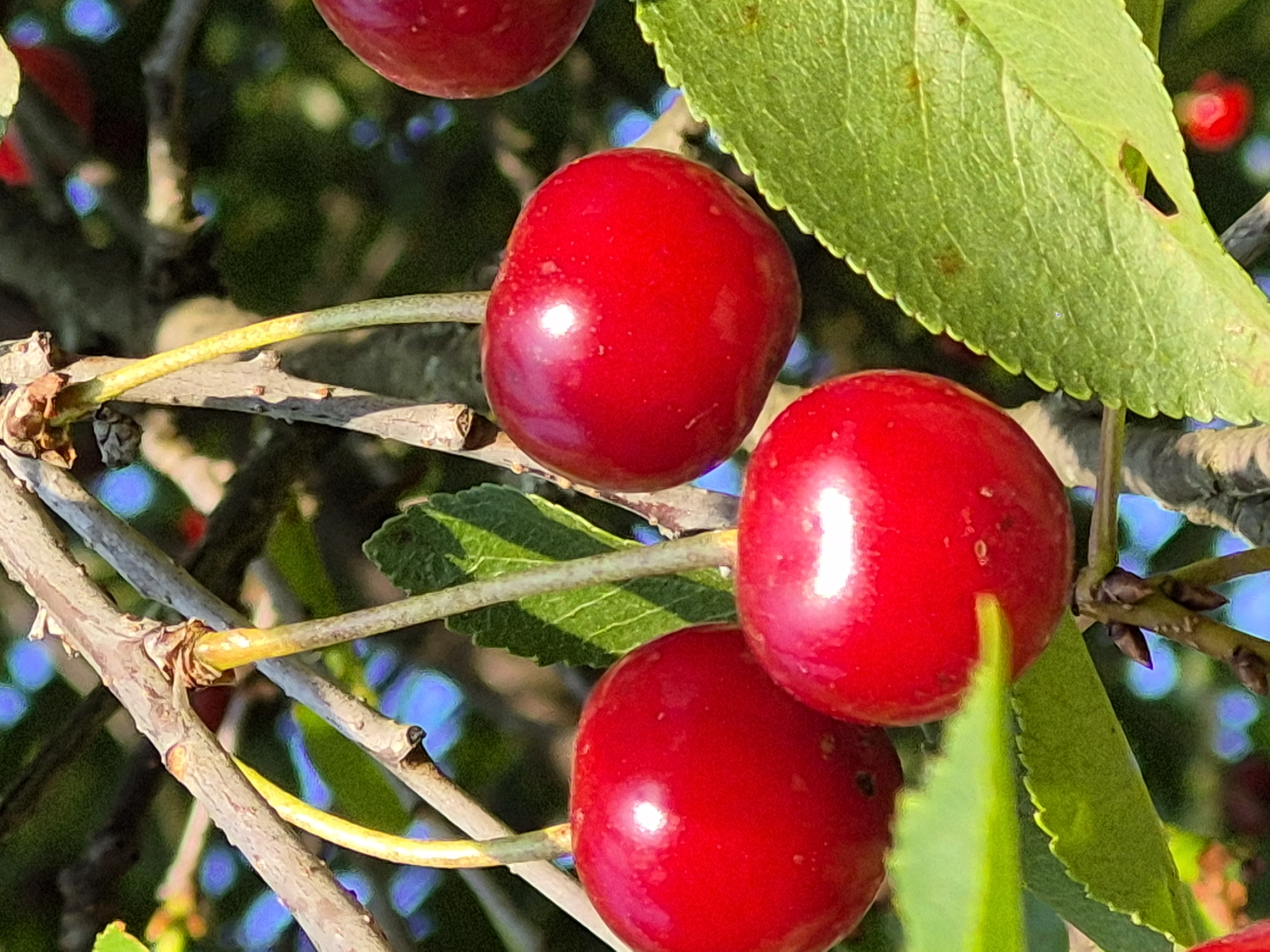 Macro shots of garden life: cherries, snails, slugs, and butterflies