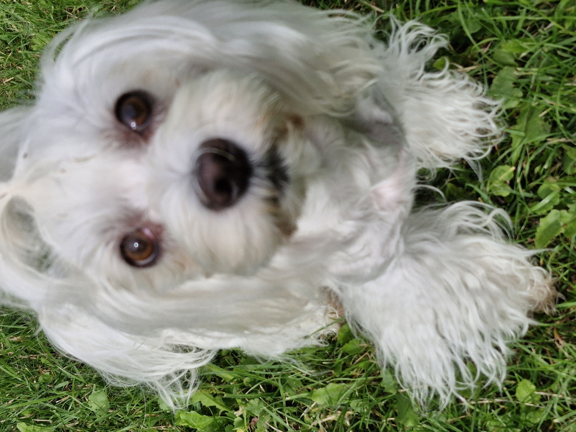 Dogs, bugs, and blooms in a Klaipėda backyard