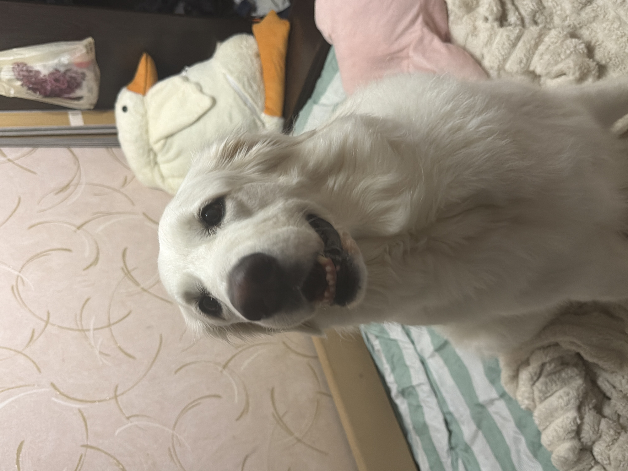 Dogs Rest on Beds with Plush Toys During Evening Hours