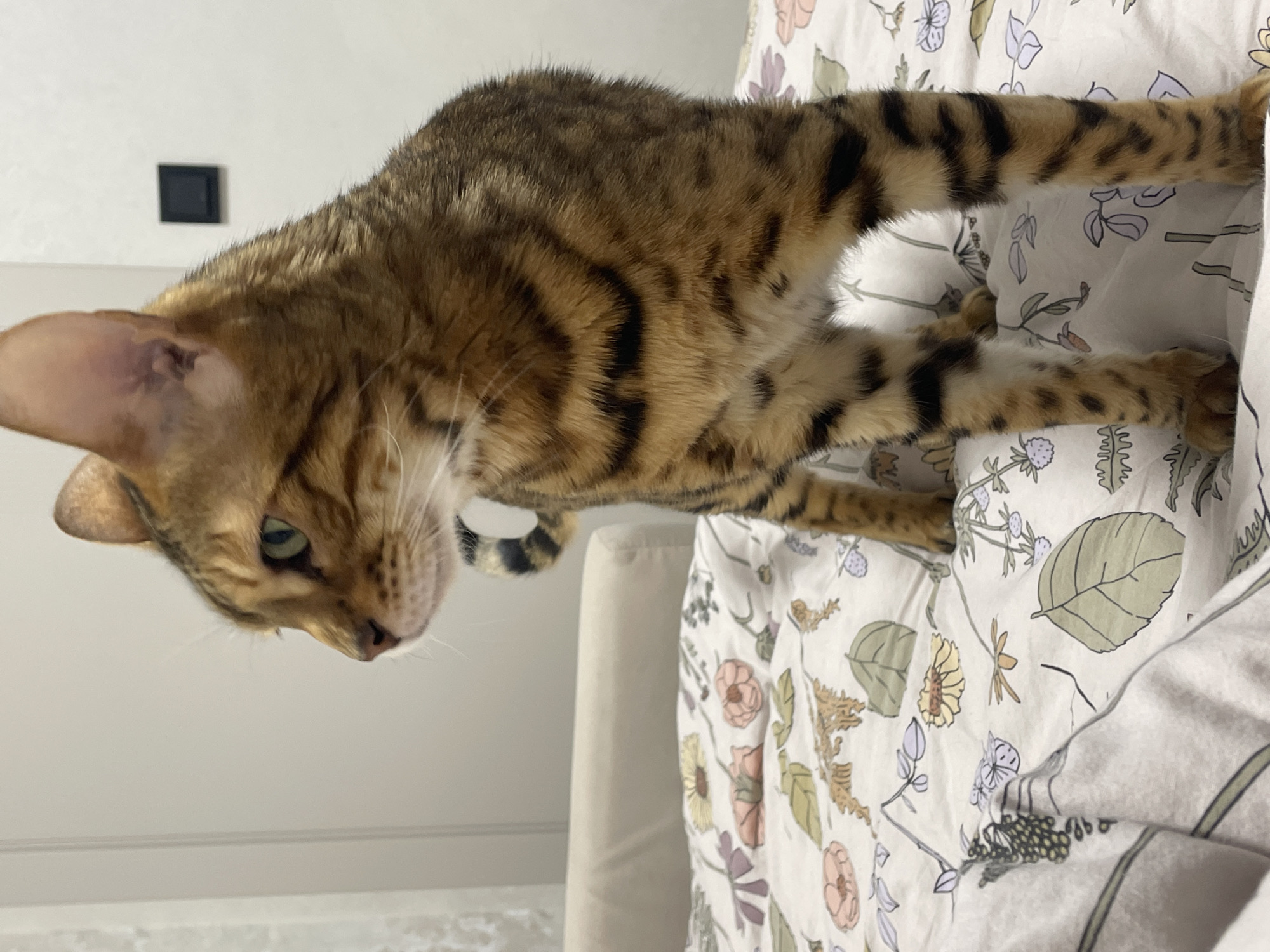 Bengal cat photographed in domestic setting in Izhevsk, Russia