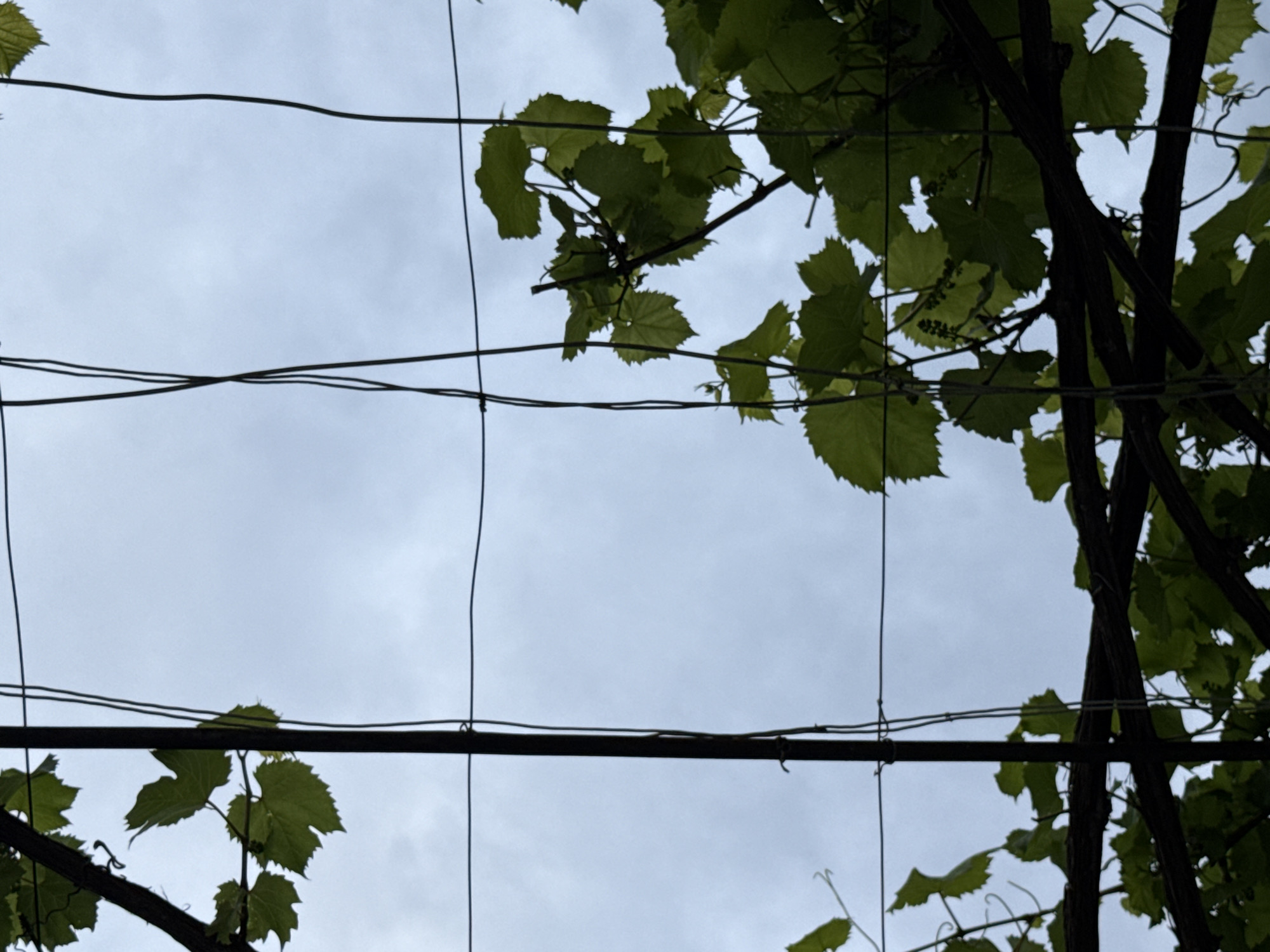 Garden vines documented on trellises in Shumen, Bulgaria