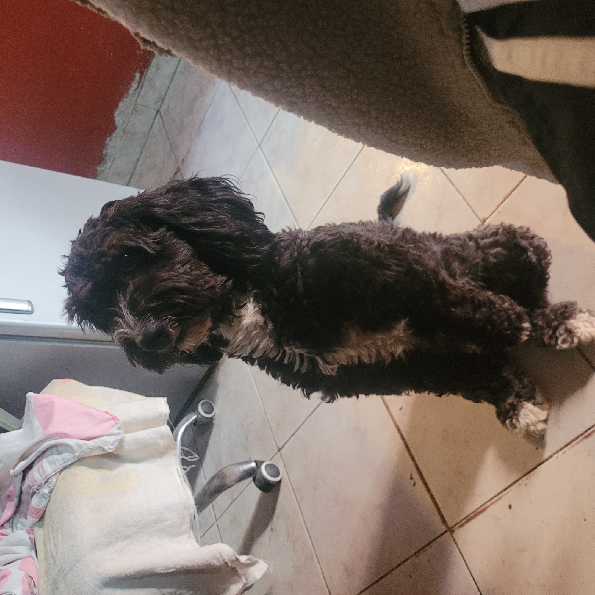 Cockapoo dog spotted on tiled floor in Catamarca