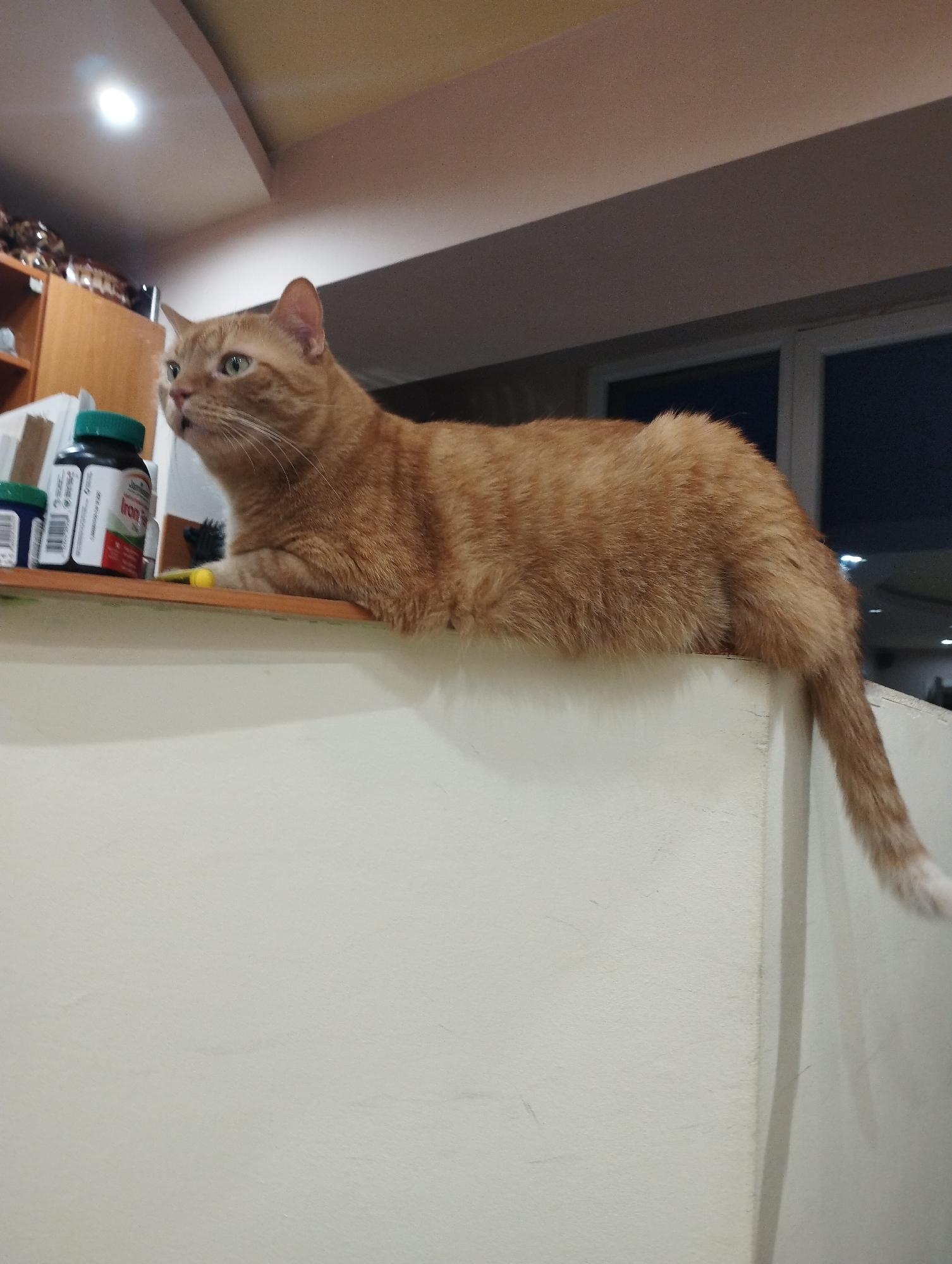 Orange cat rests on shelf; meal preparation observed