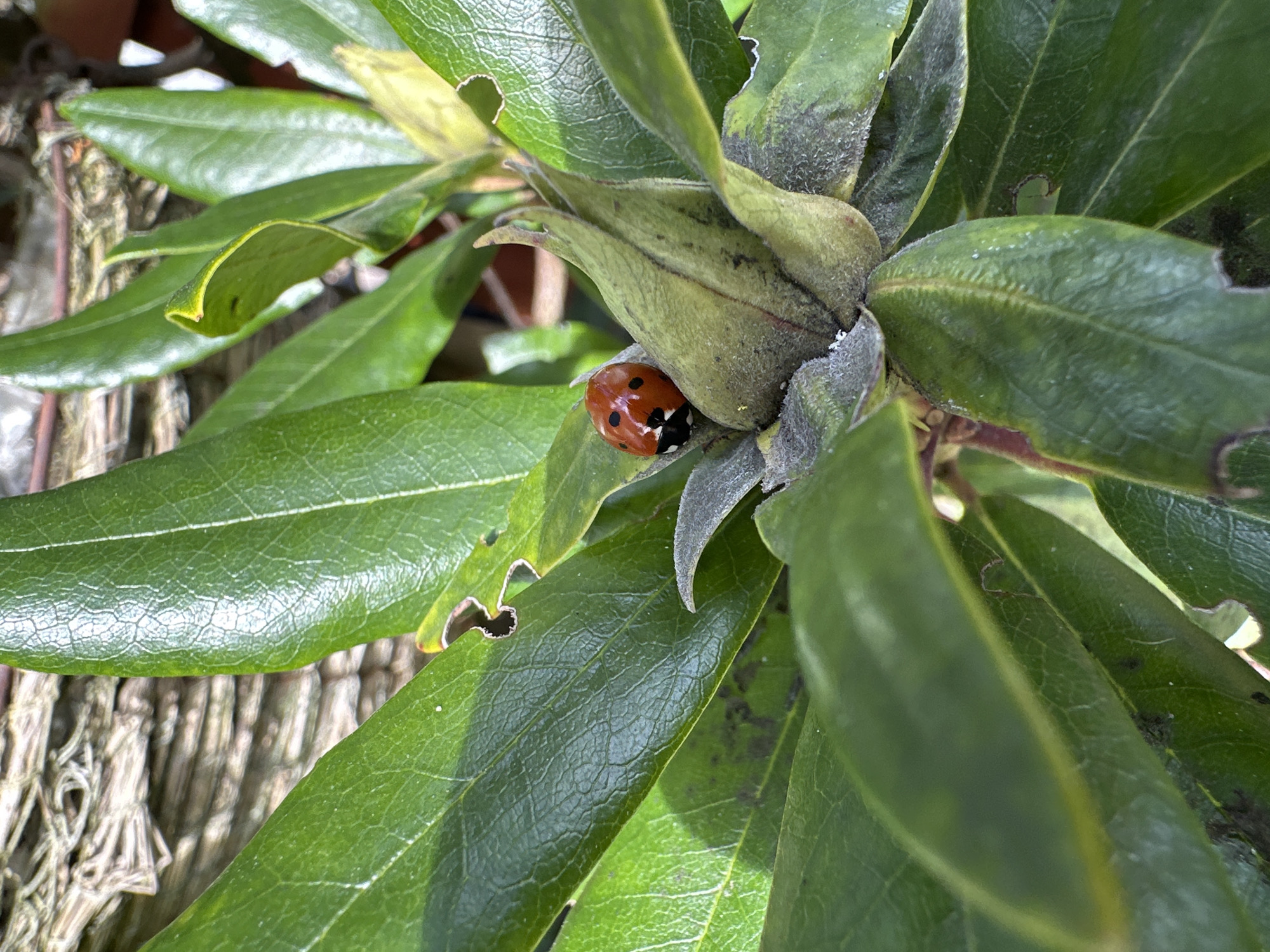 Spring garden activity documented in Macclesfield with daffodils, ladybugs