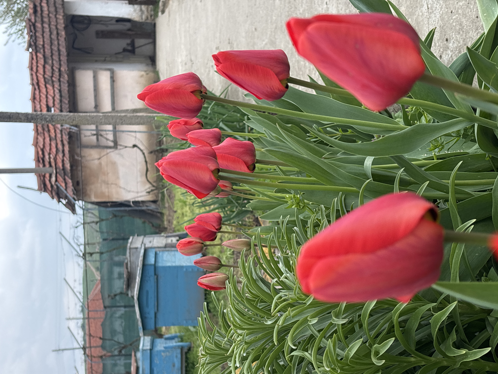 Easter egg dyeing activity documented in Lehchevo, Bulgaria