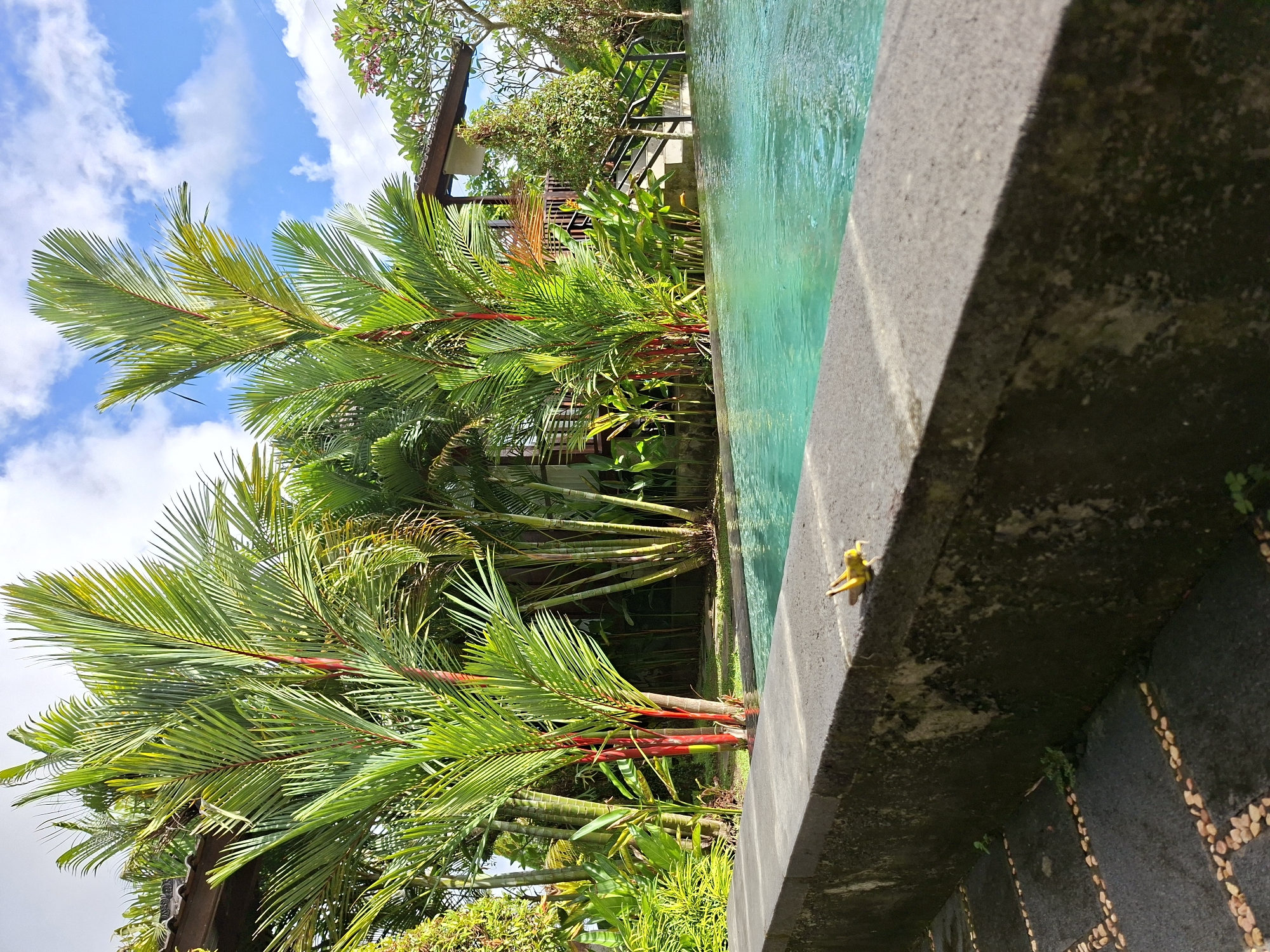 Grasshopper spotted at Ubud pool resort in early morning