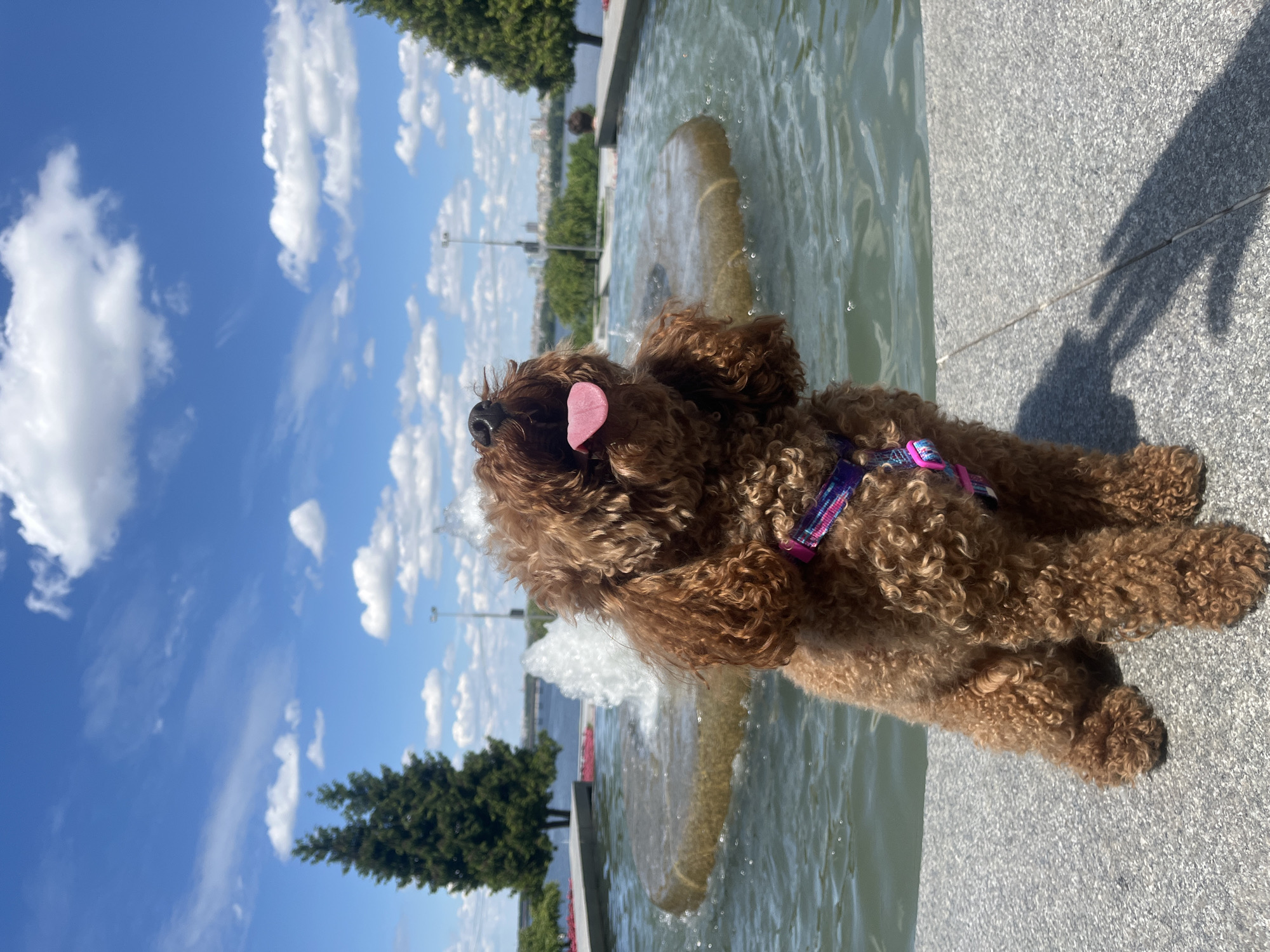 Summer morning at Dnipro's riverside park, poodle and all