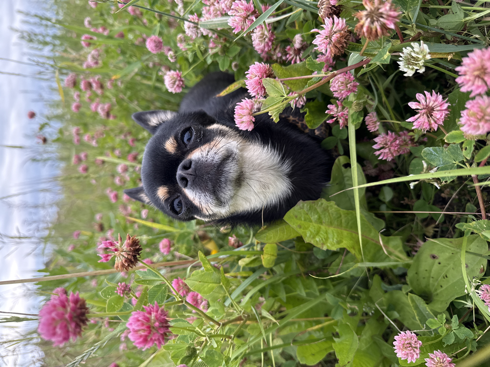 Summer fields and a curious Chihuahua in rural Russia