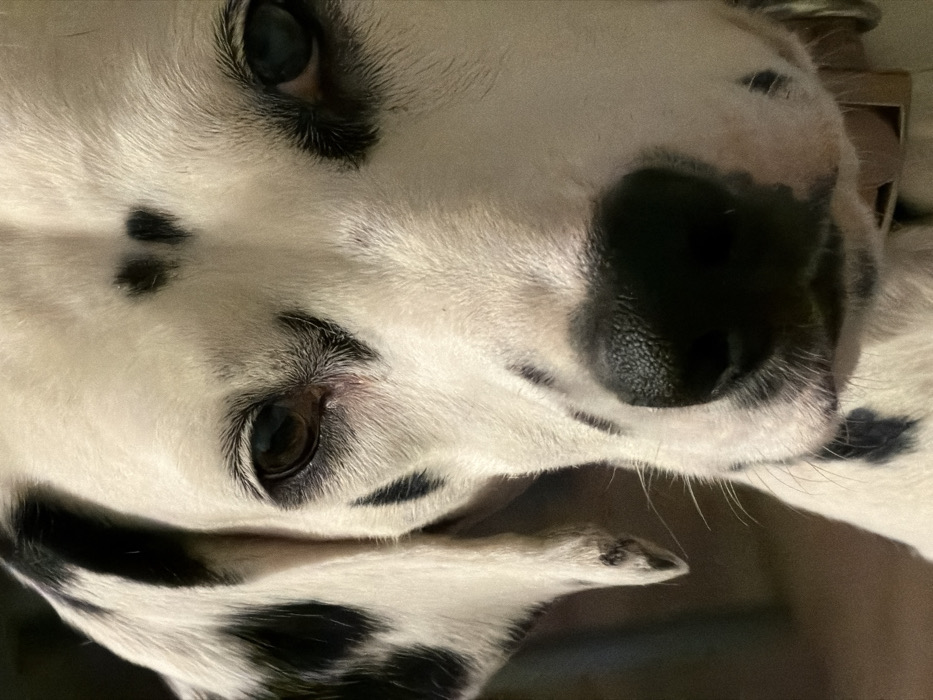 Person pets Dalmatian dog in Vladivostok apartment