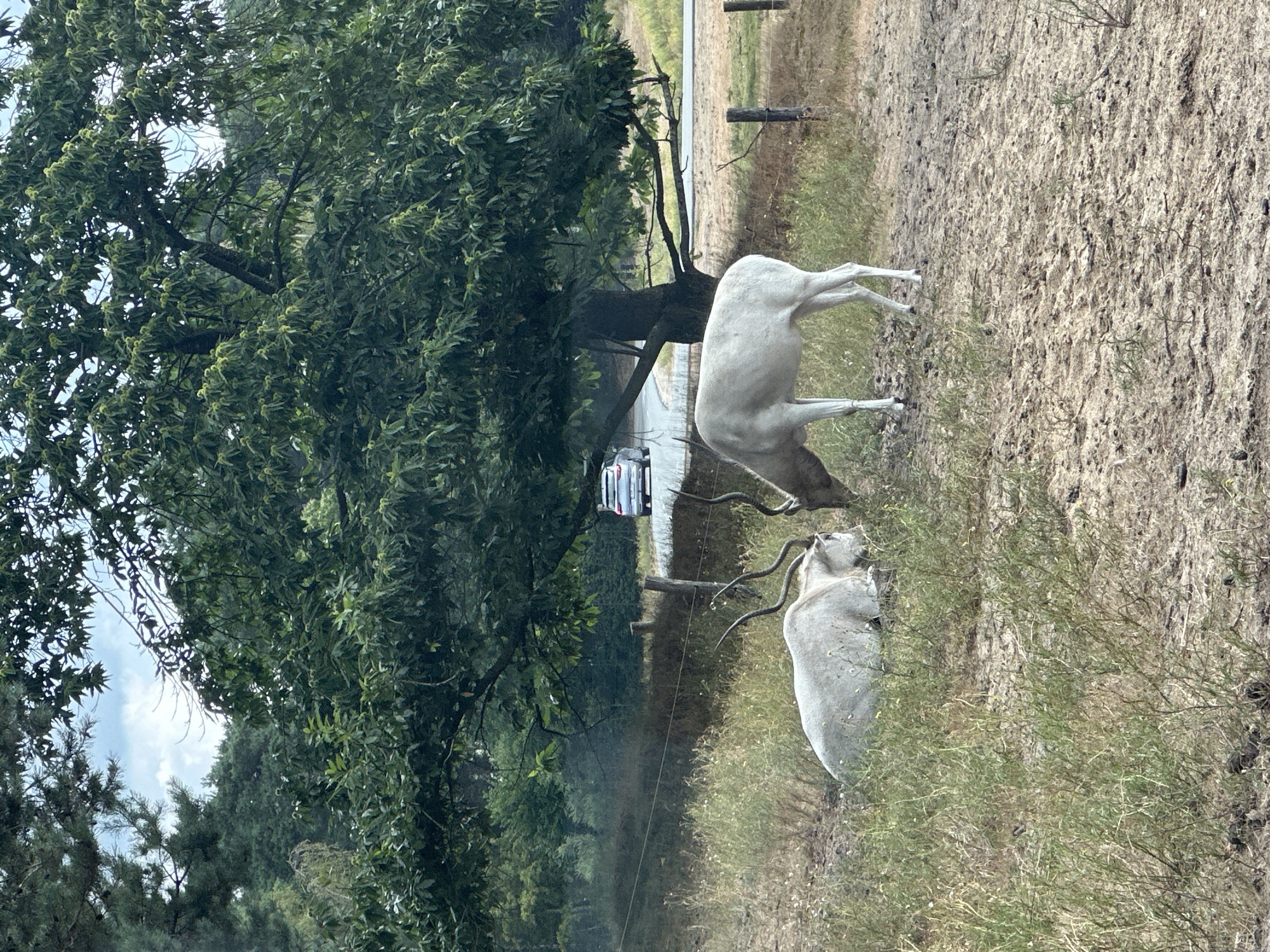 Desert antelope species at a Dutch wildlife park