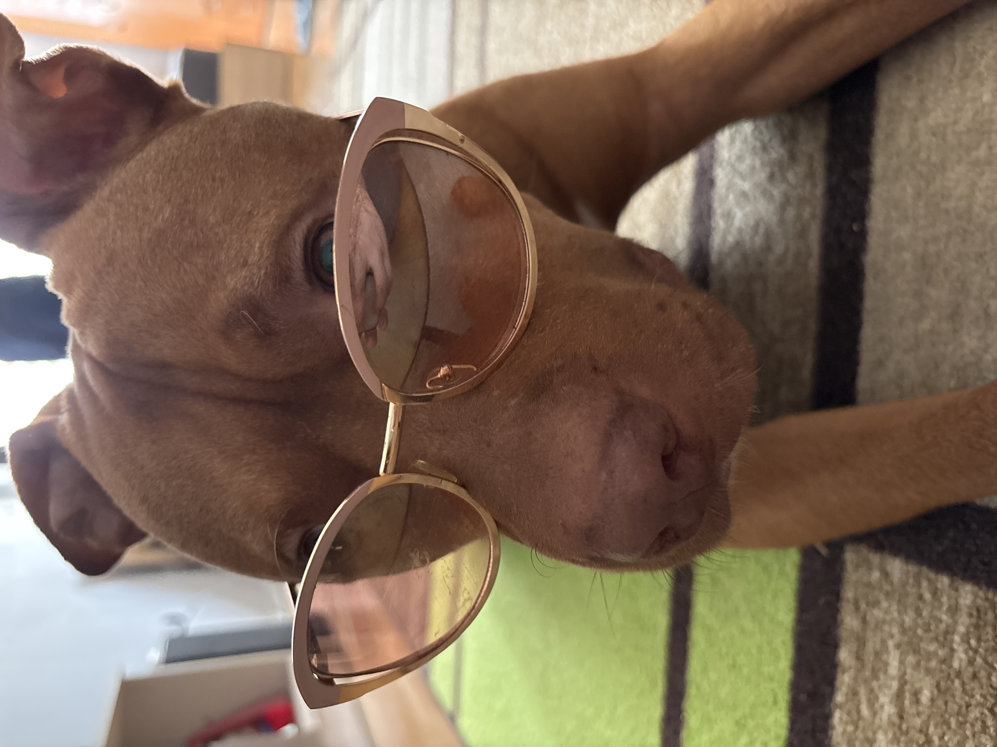 Dog photographed in playful indoor poses wearing sunglasses in Sofia