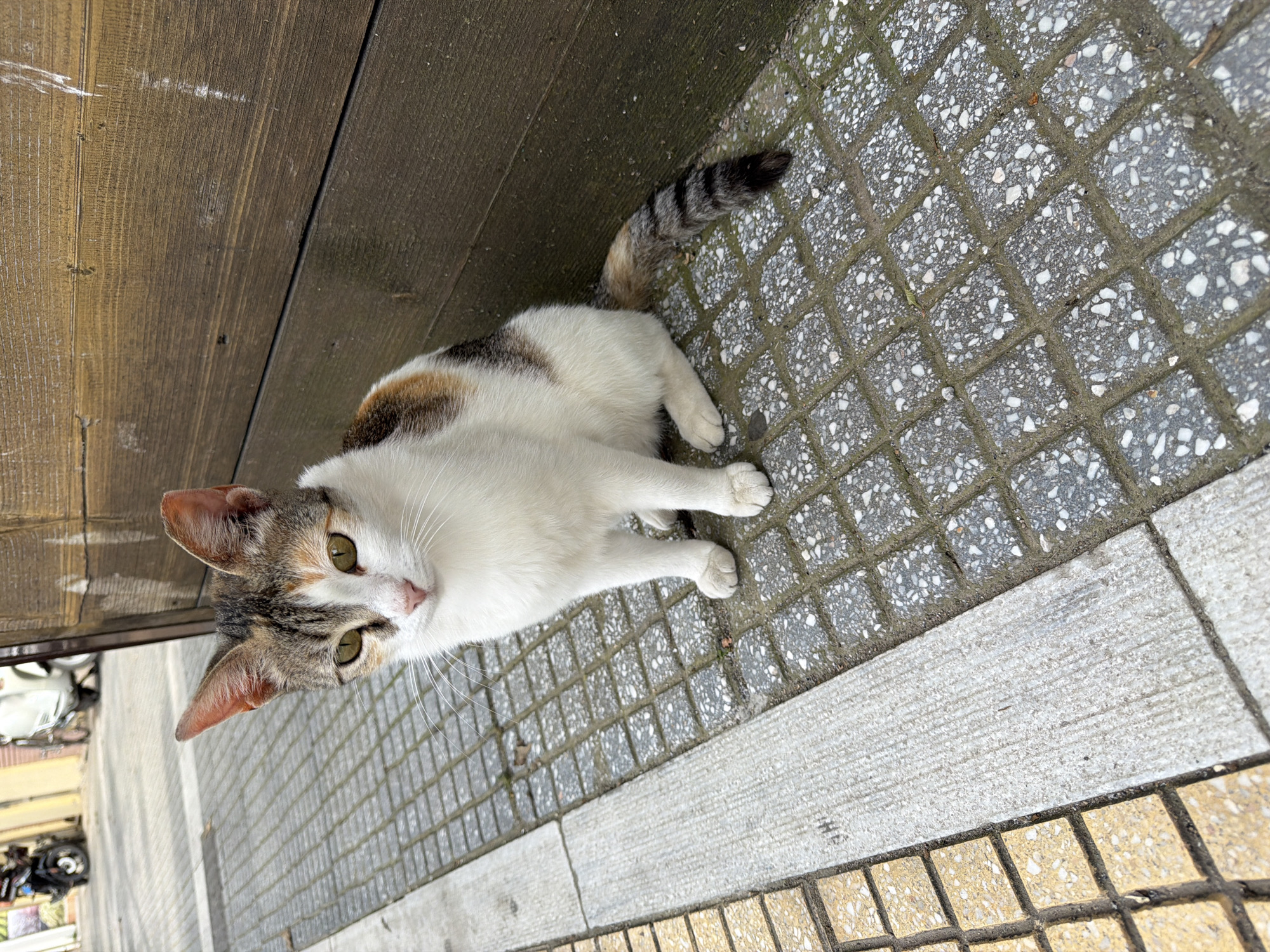 Street photography session captures Alexandroupolis buildings and local cat