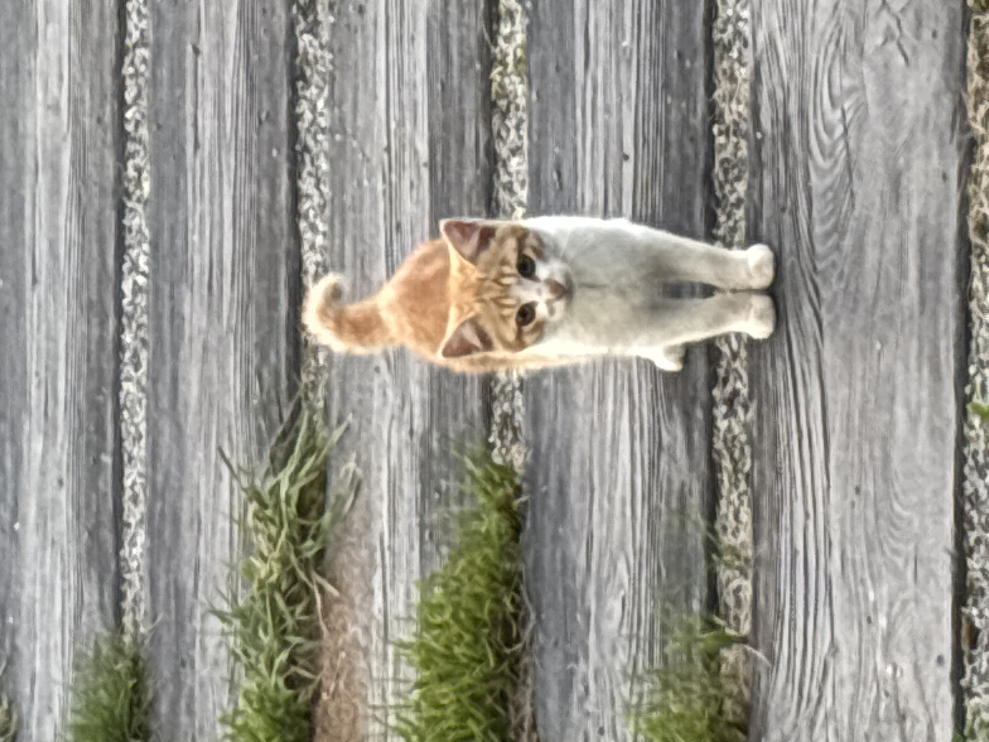 Cat colony on a wooden deck in Zvenigorod, Russia