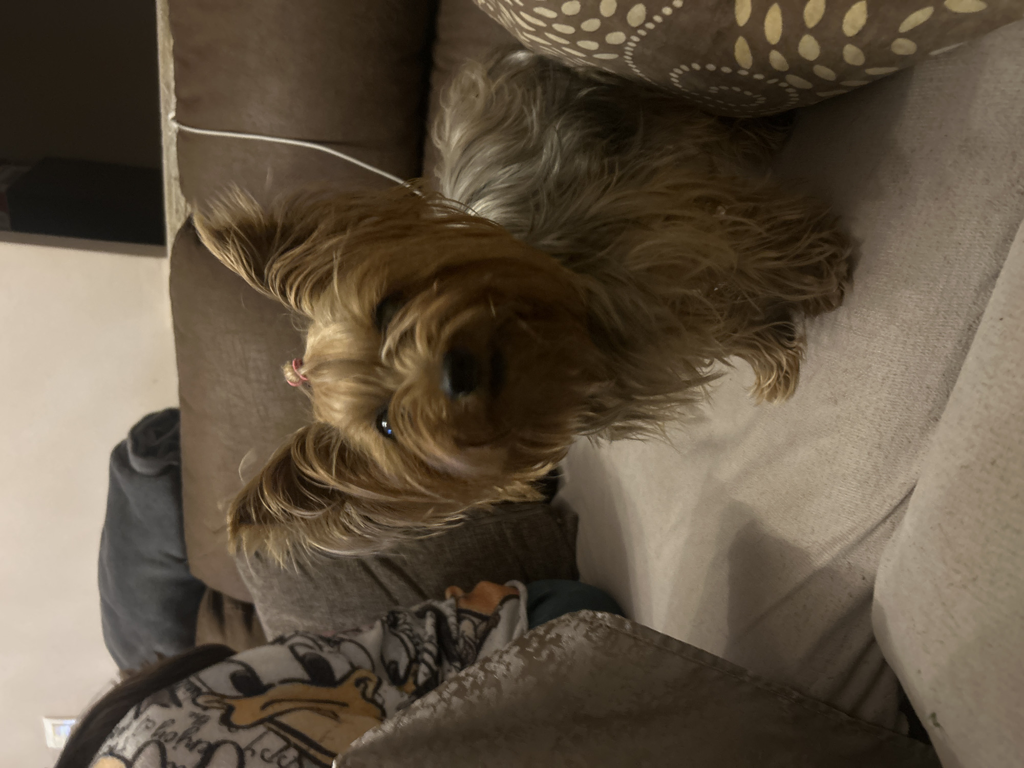 Yorkshire Terrier rests on couch in Burgas home