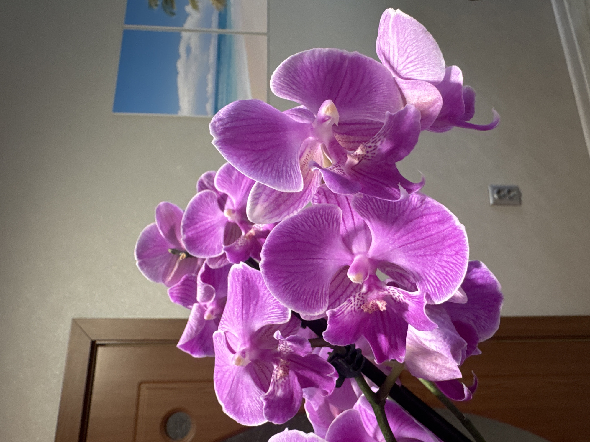 Vibrant orchid blooms photographed in indoor Haskovo setting
