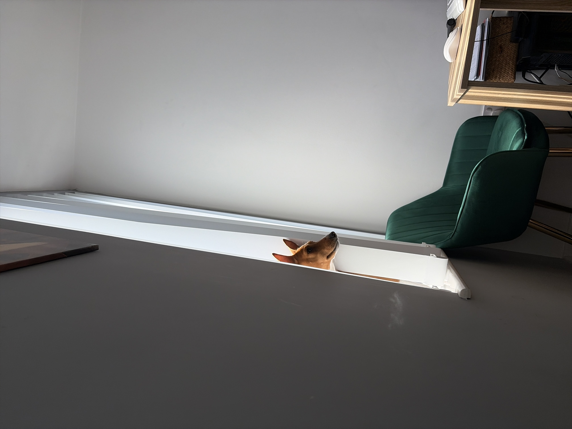 Dog peers over white platform in Salford indoor setting