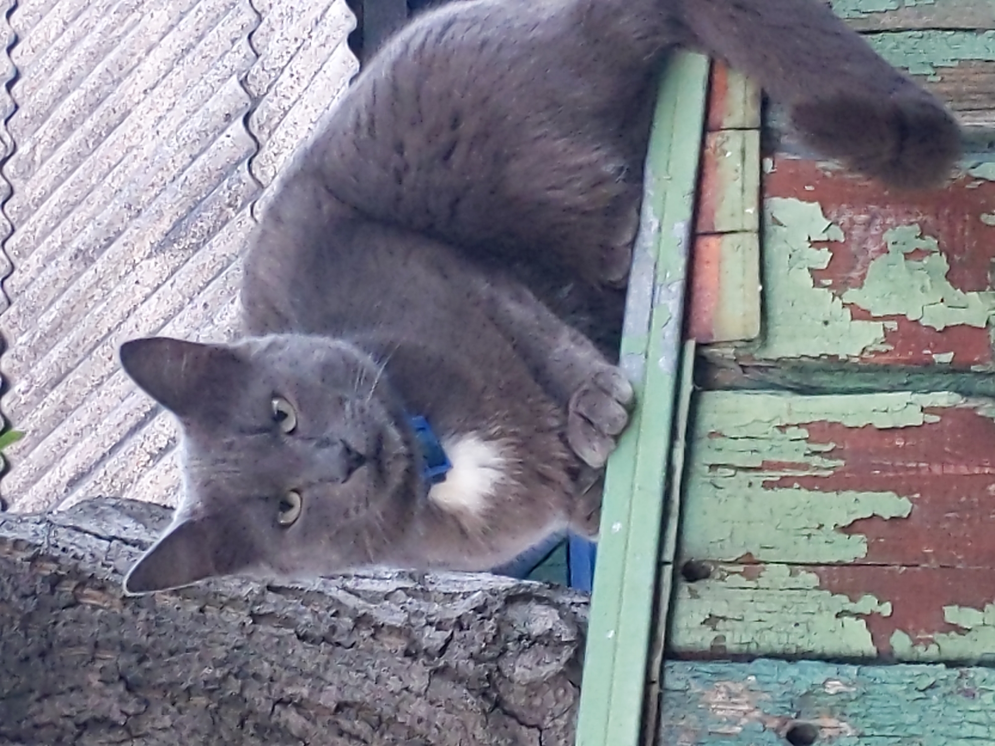 Gray cat on a peeling fence in Kyiv