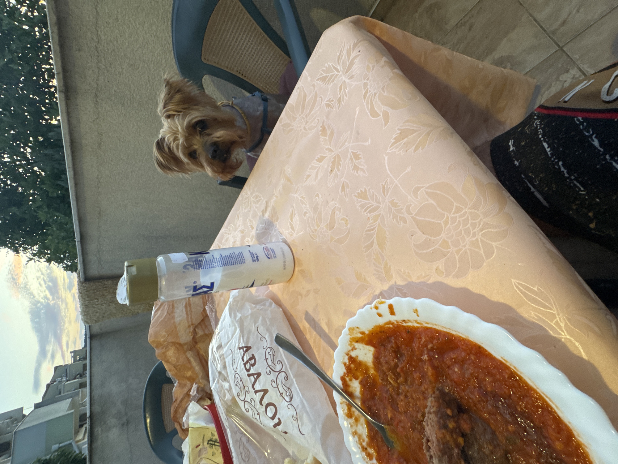 Yorkshire Terrier joins an outdoor dinner table at sunset in Sozopol