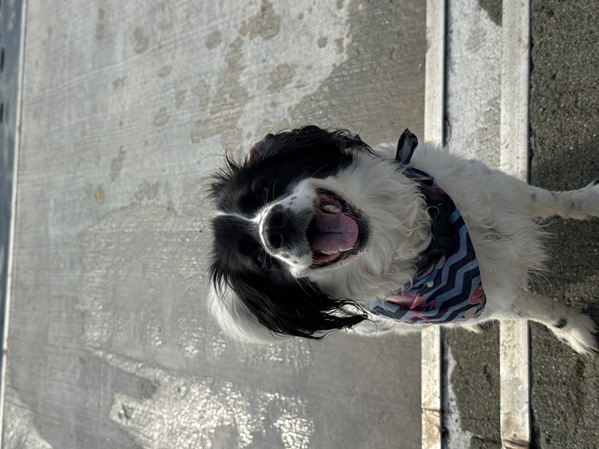 Dog enjoys coastal outing in Bulgarian seaside town