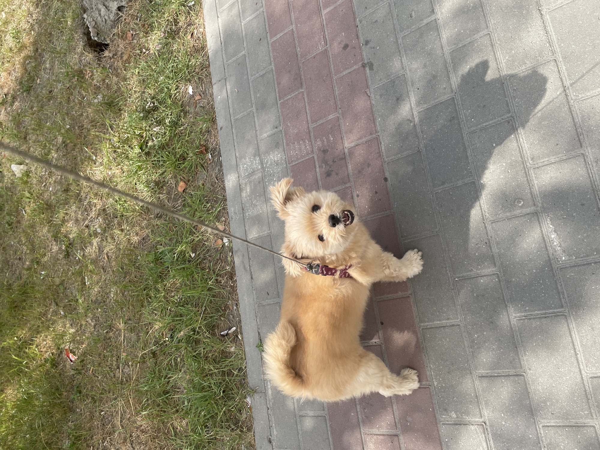 Pets and plants on a quiet Surgut morning