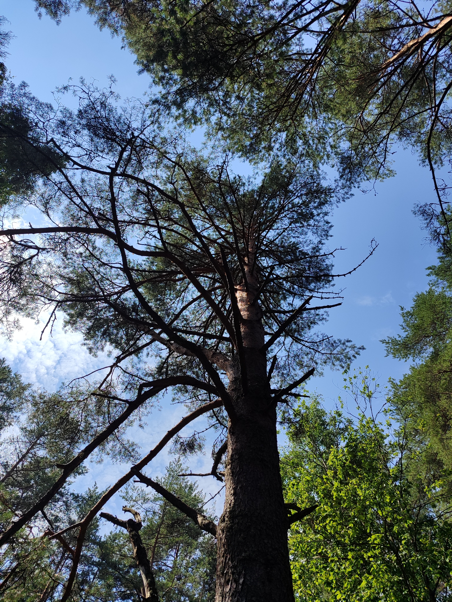 Forest floor fungi, wildflowers, and sky through the pines