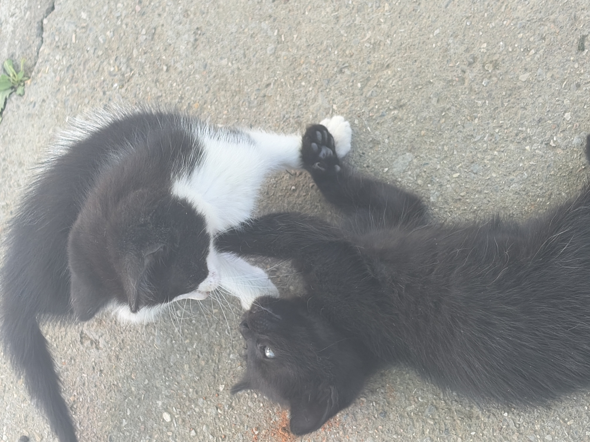Garden party with playful kittens in Vlasatitsa, Bulgaria