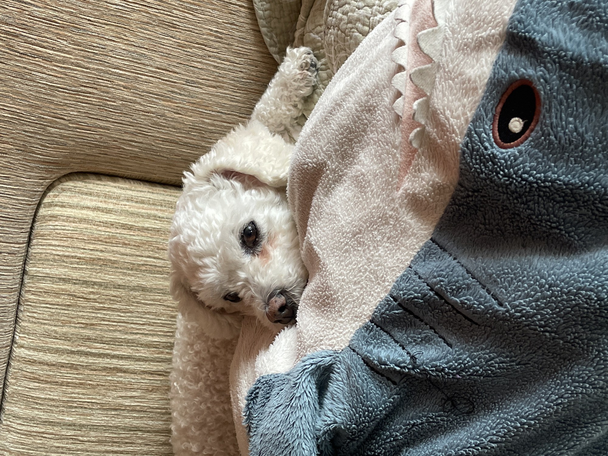 White poodle rests on sofa with shark blanket