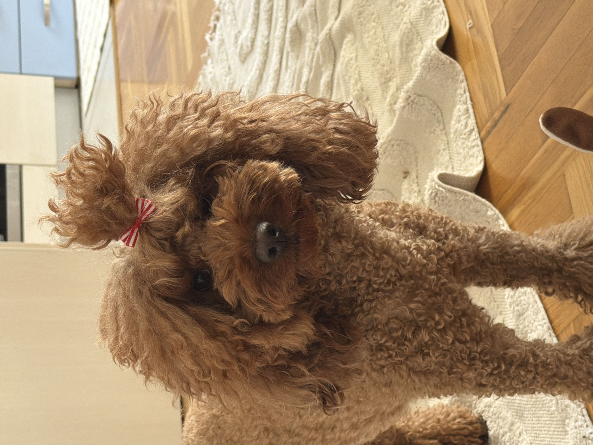 Woman's quiet morning routine with poodle documented in Montenegro