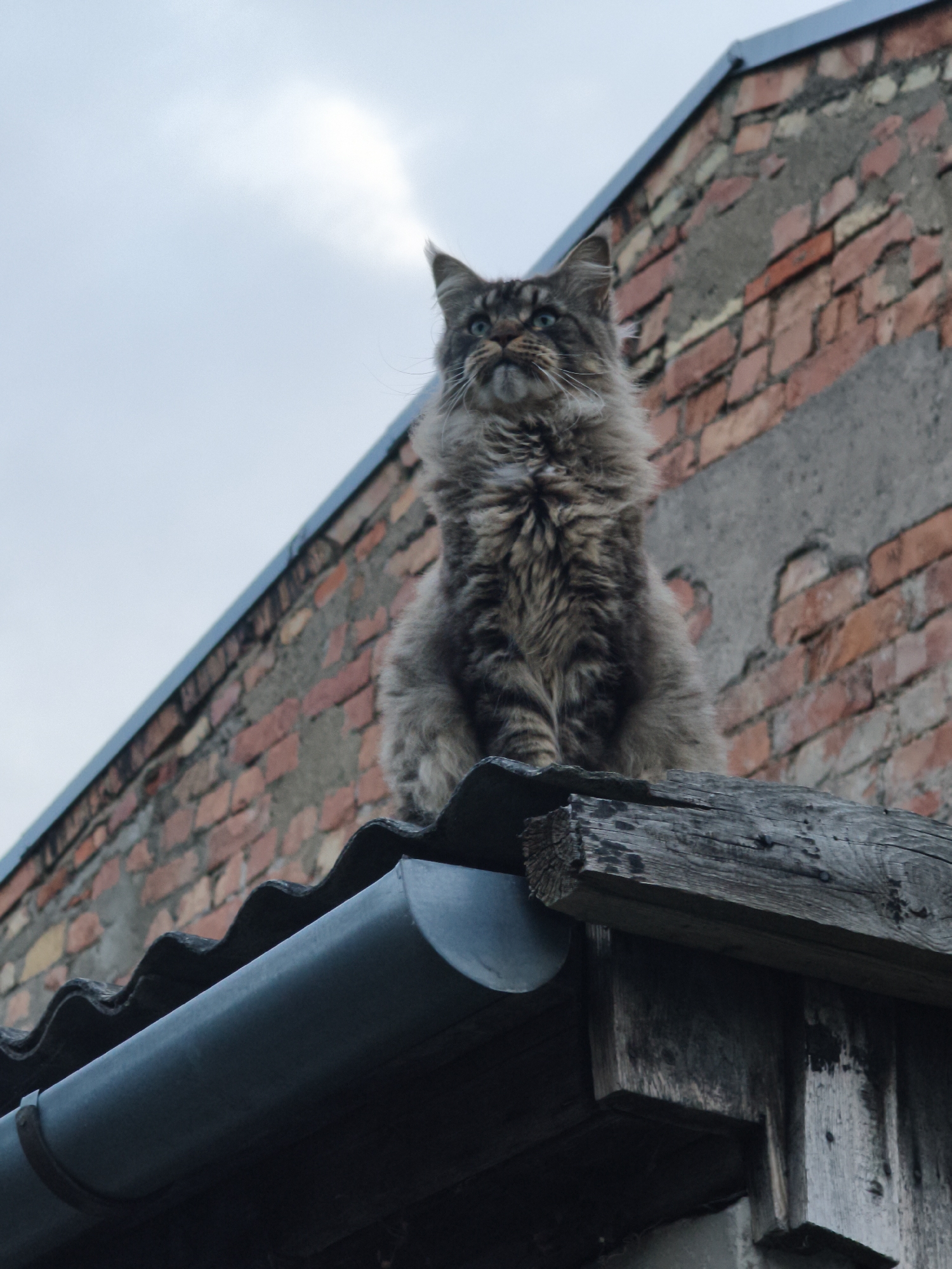 Maine Coon owns a rooftop in Liepaja, Latvia