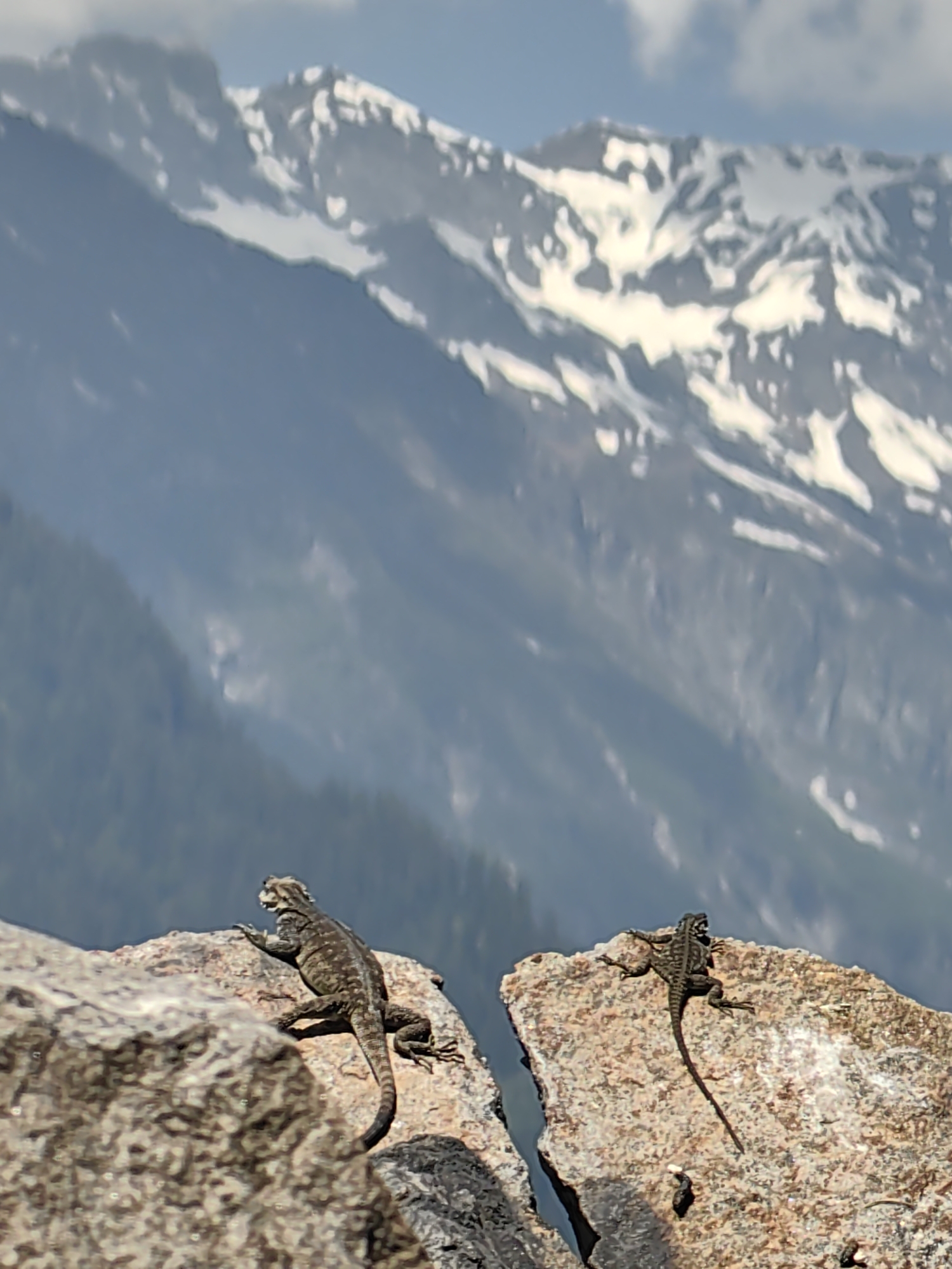 Lizards spotted on mountain rocks in Vashisht, India