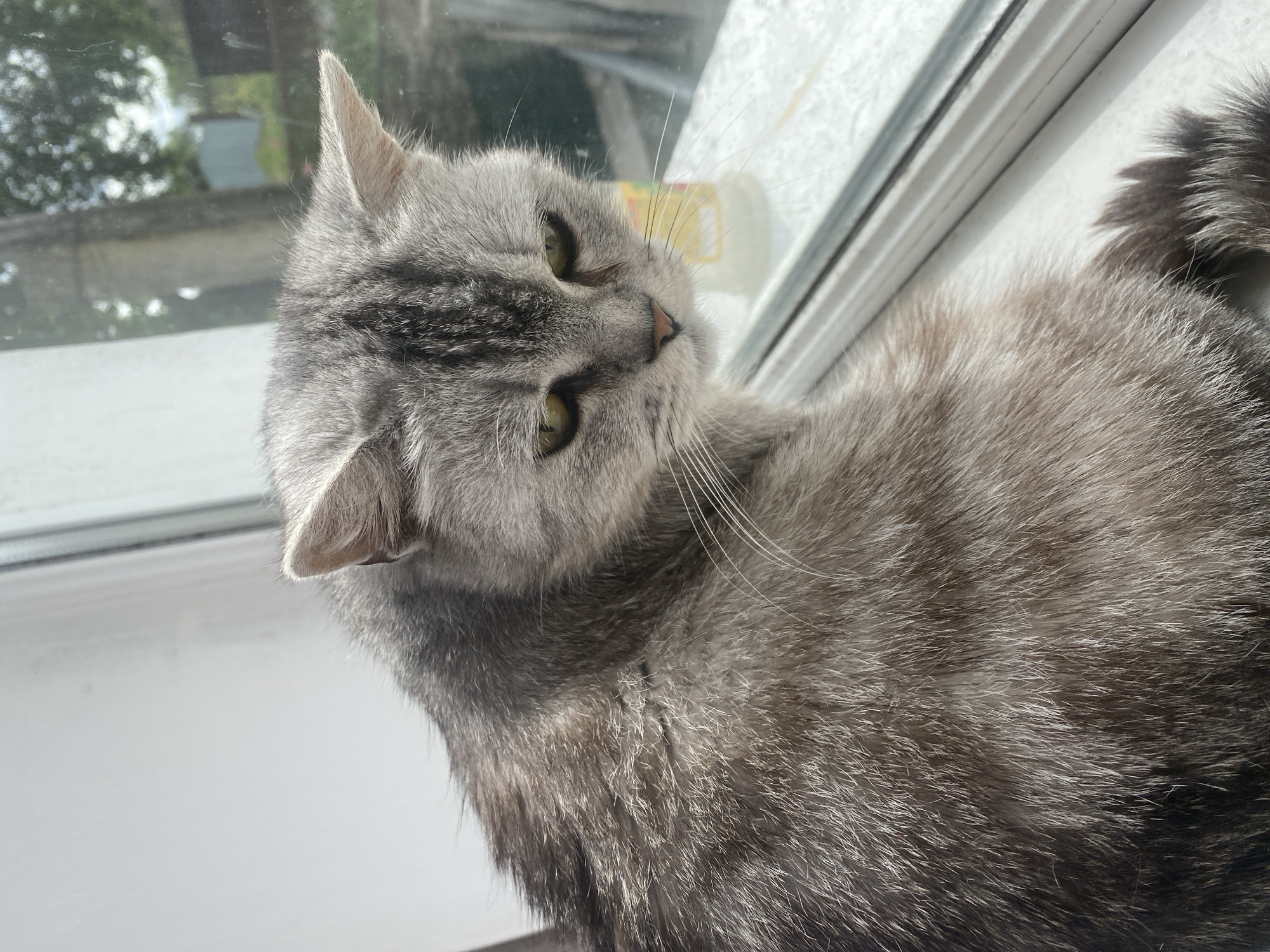 Gray tabby cat rests on windowsill in Pakhynia