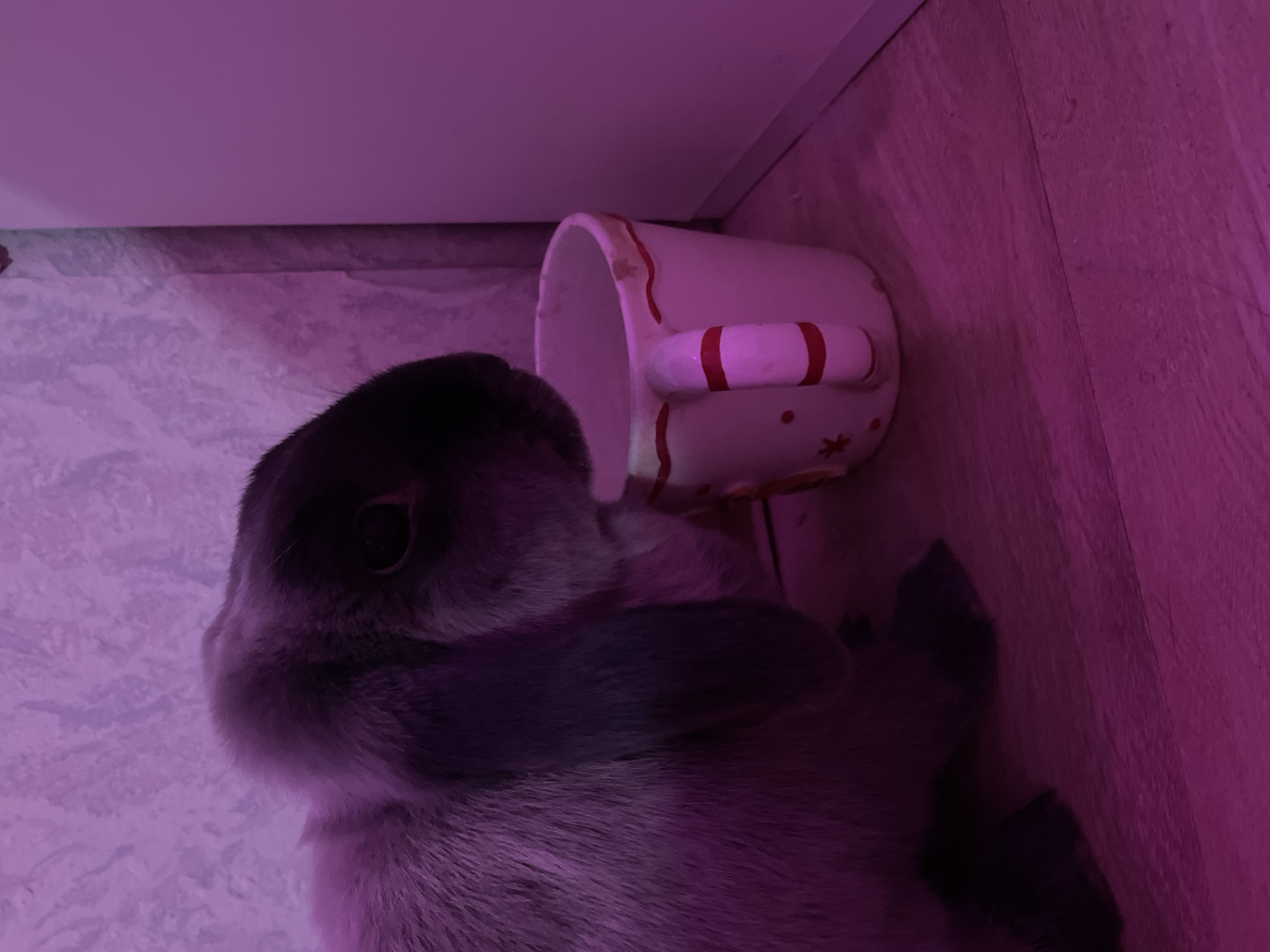 Magenta-lit selfie session with pets documented in Votkinsk