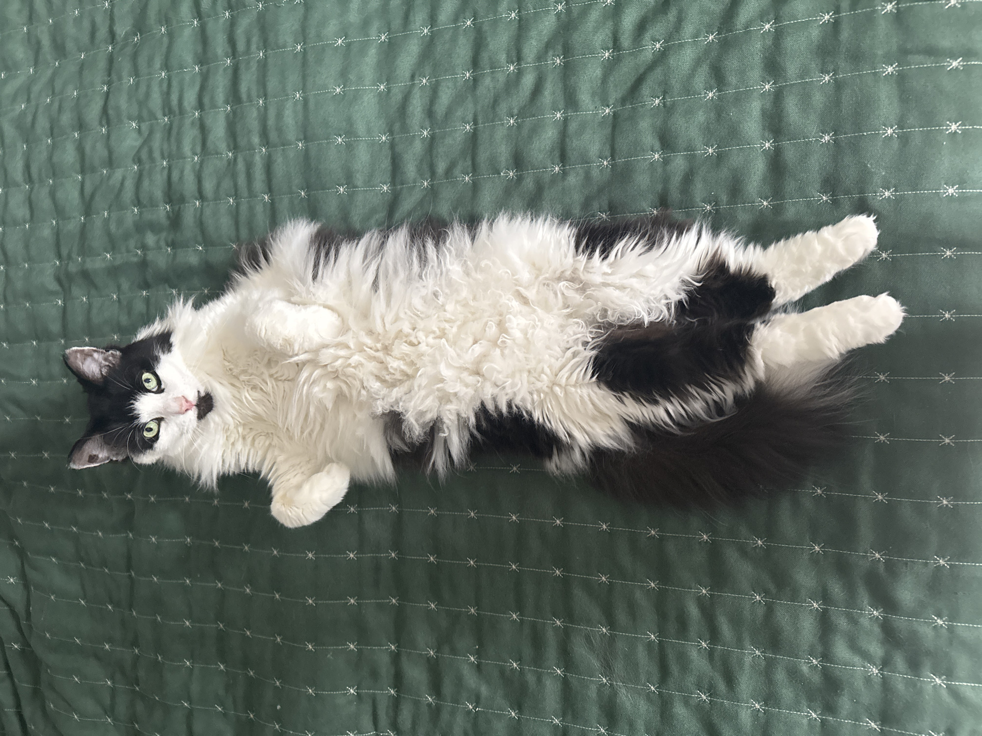Black and white cat lounging on a green quilted blanket