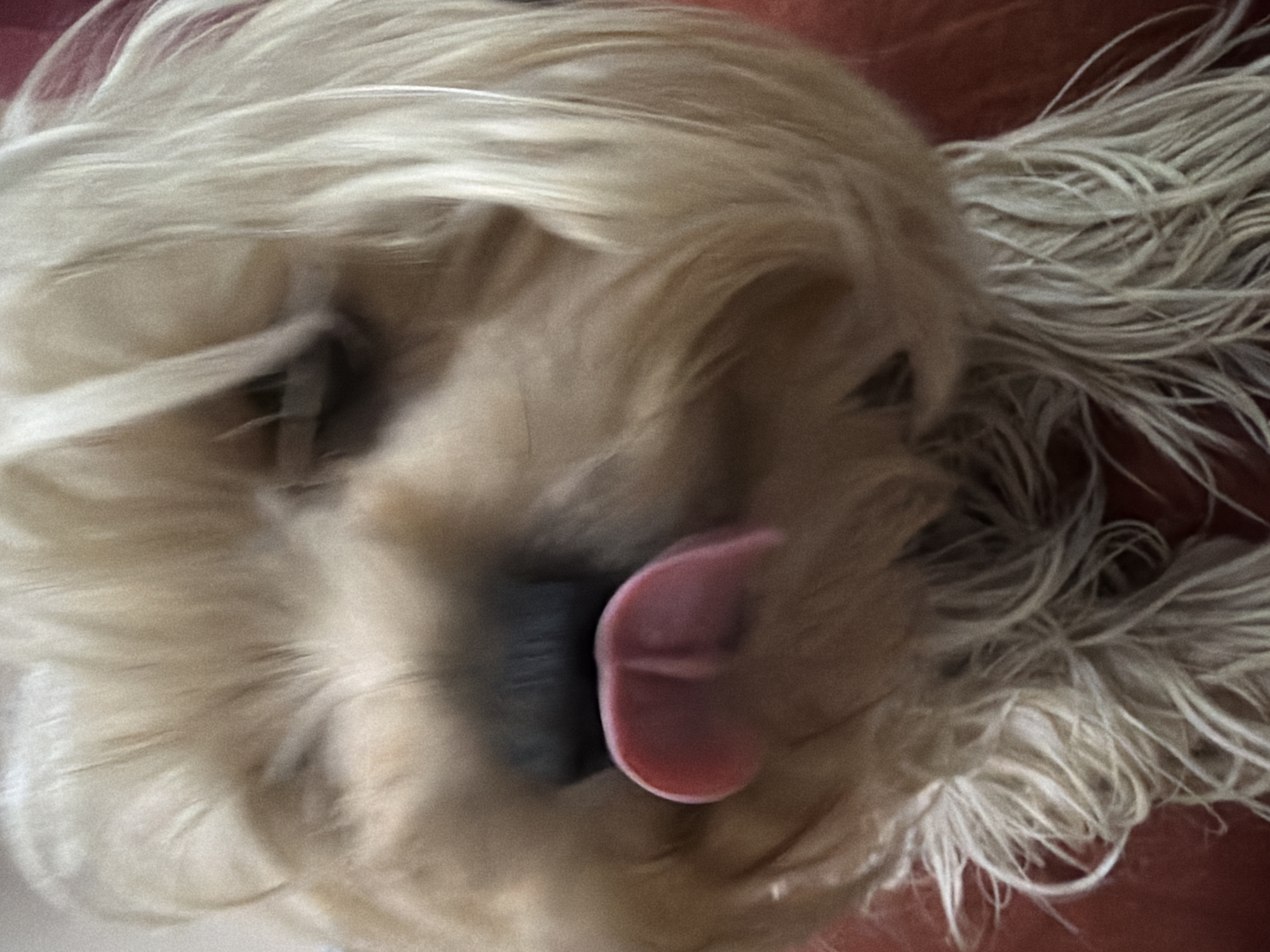 Close-up dog photos captured in Bansko, Bulgaria