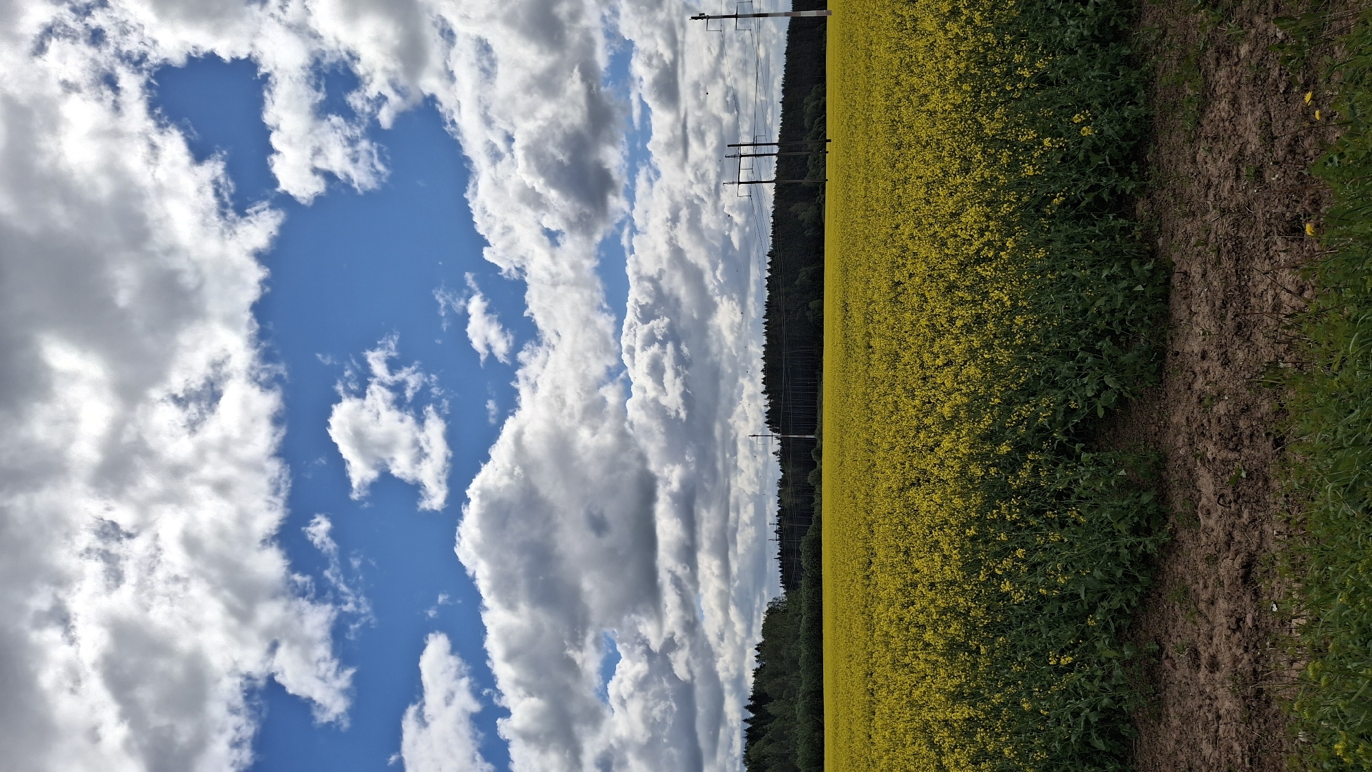 Yellow rapeseed field blooms under cloudy skies in Пудость
