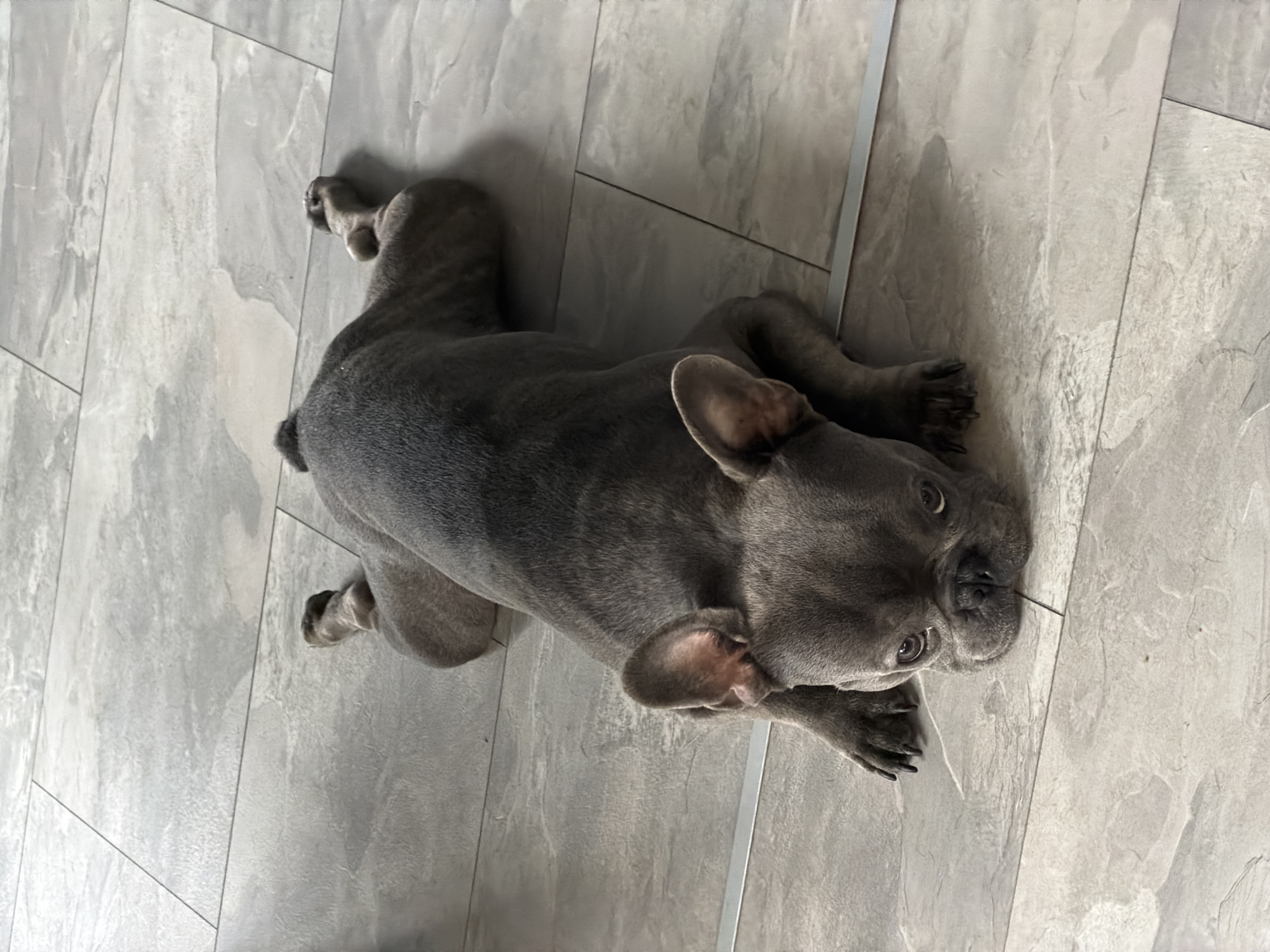 French Bulldog photographed in various poses in Ruse, Bulgaria