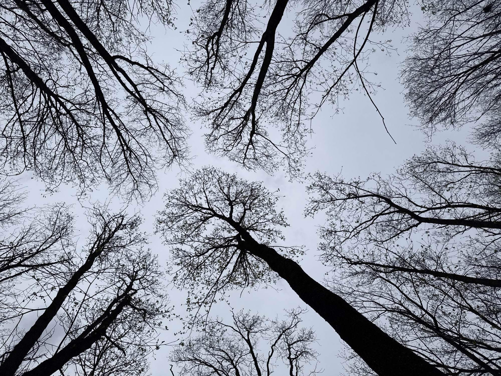 Spring walk documented through tree-lined park in Rostov-on-Don
