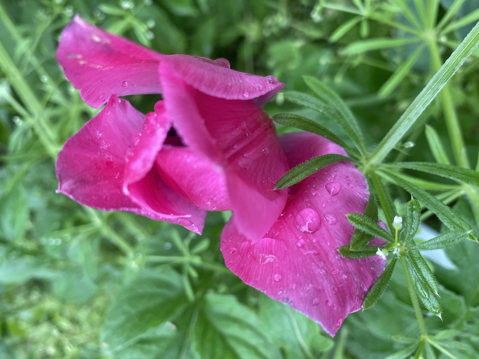 Morning garden flowers documented with water droplets in Dnipro