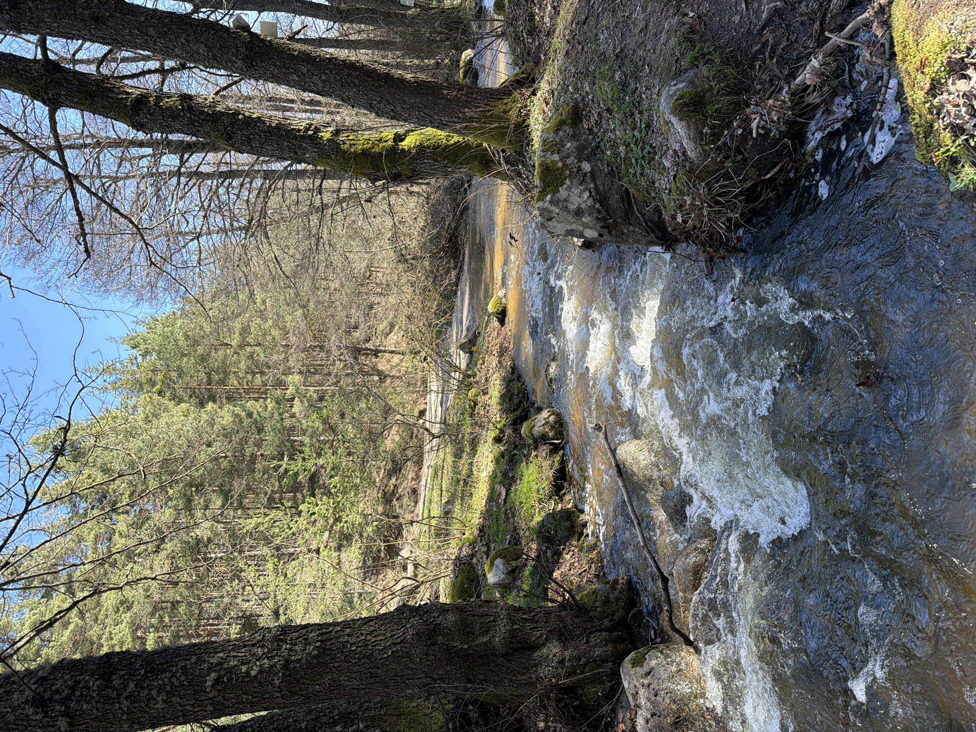 Morning forest stream documented in Velingrad, Bulgaria