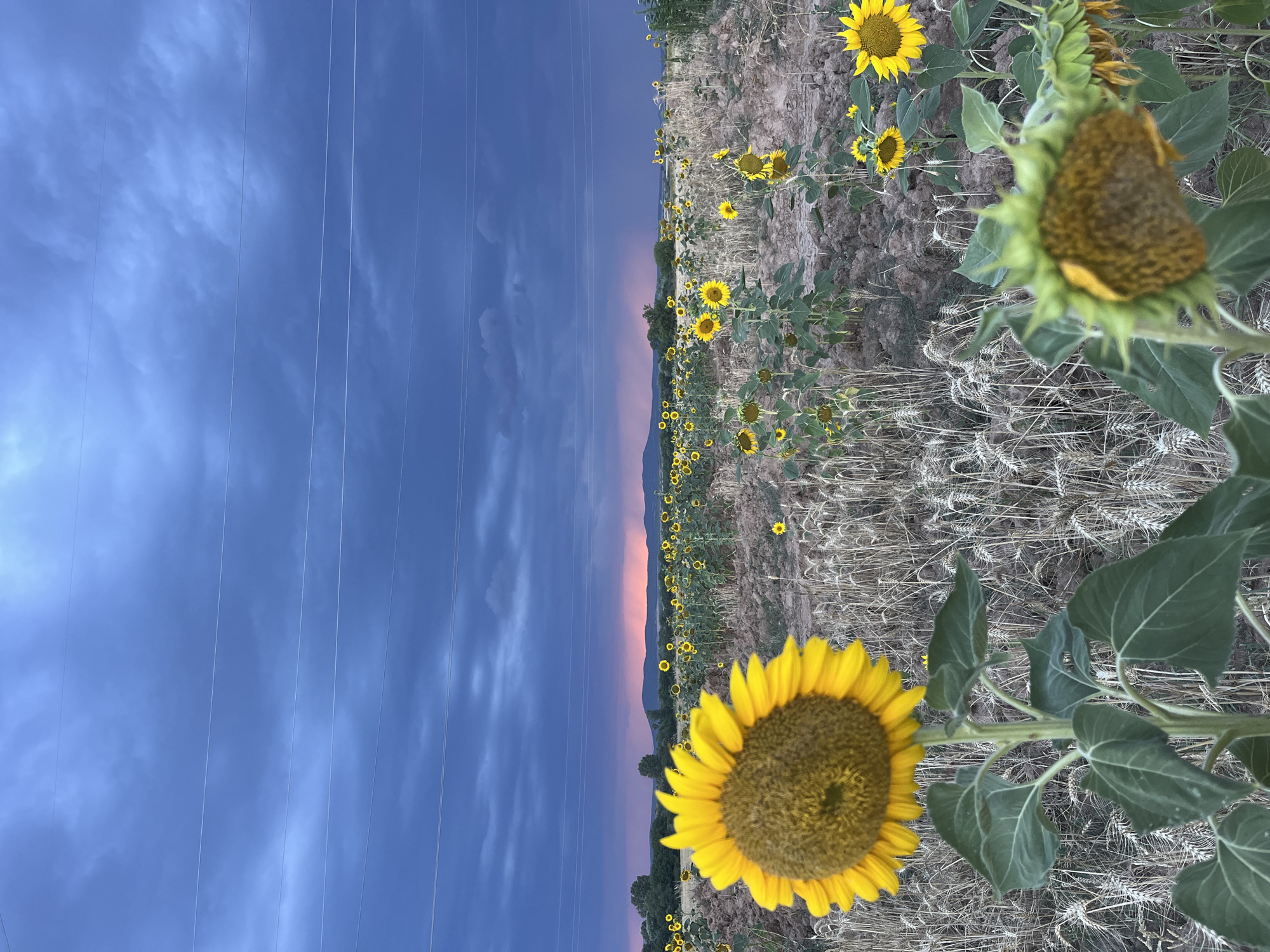 Sunflower fields under a stormy sky in rural Bulgaria