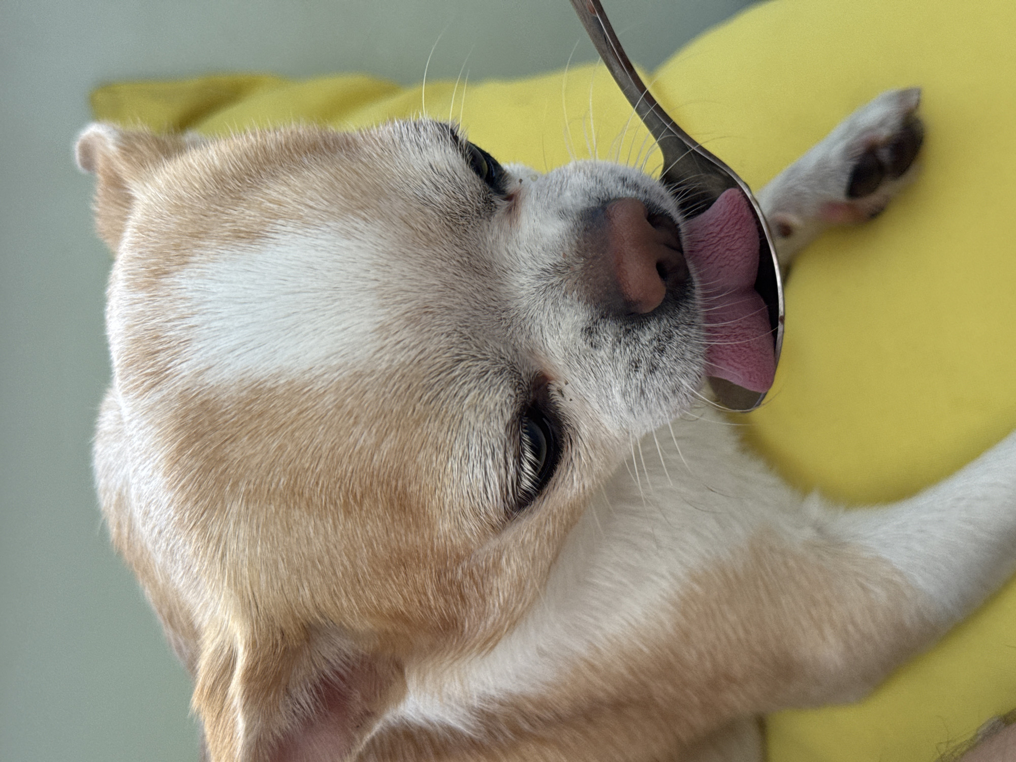 Chihuahua's morning routine captured in Rostov-on-Don apartment