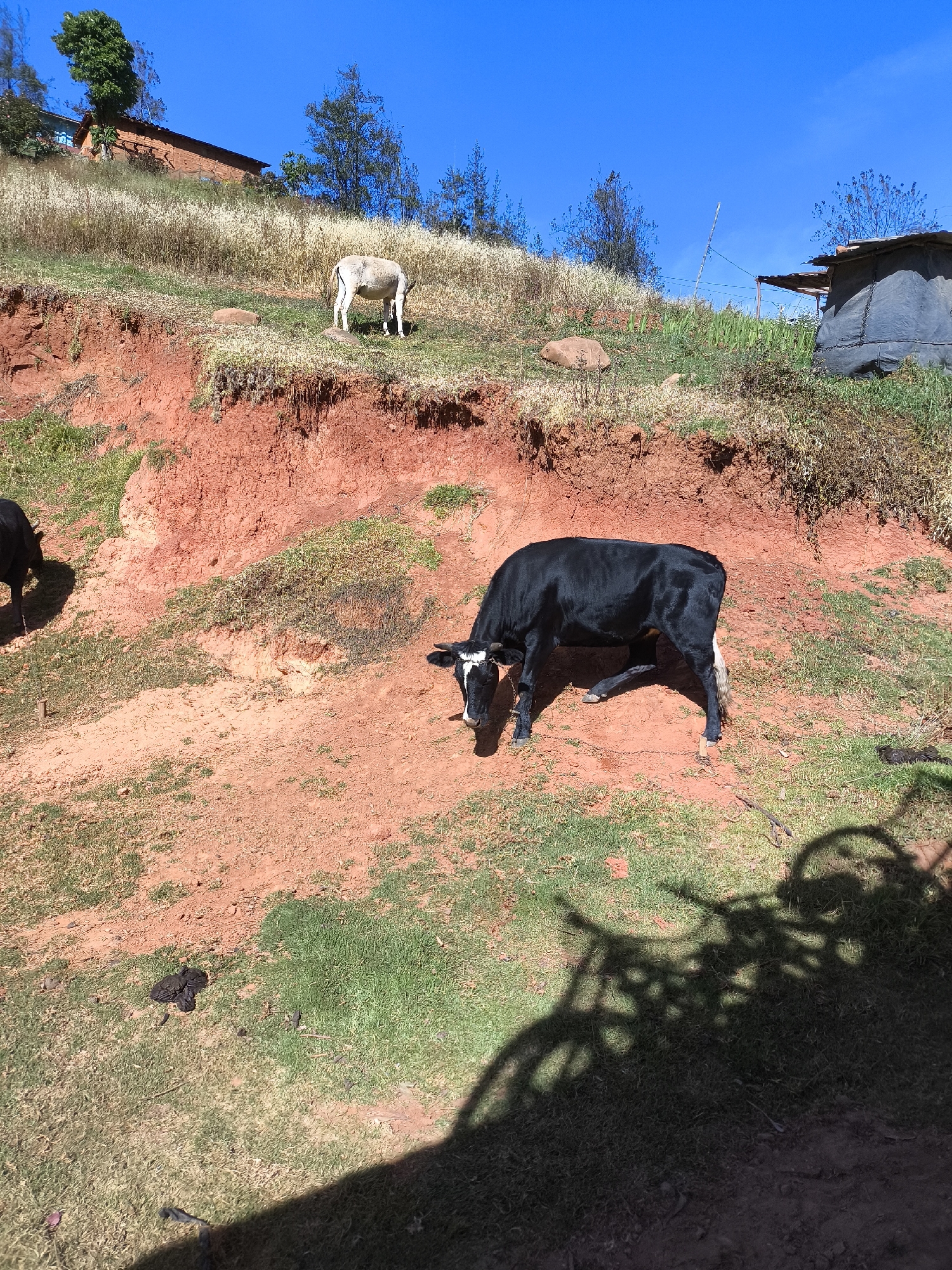 Cattle graze on hillside in San Ignacio, Peru