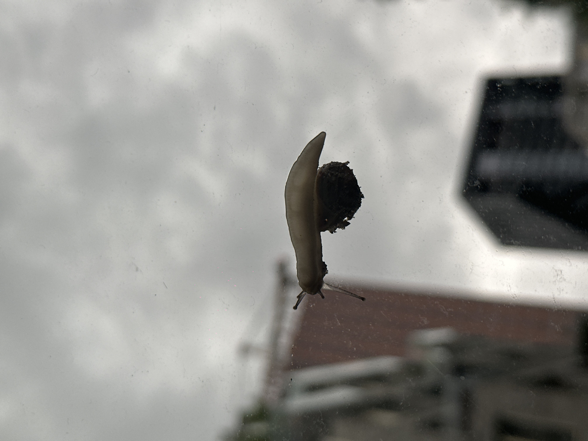 Slugs and snails documented crawling across Amsterdam surfaces