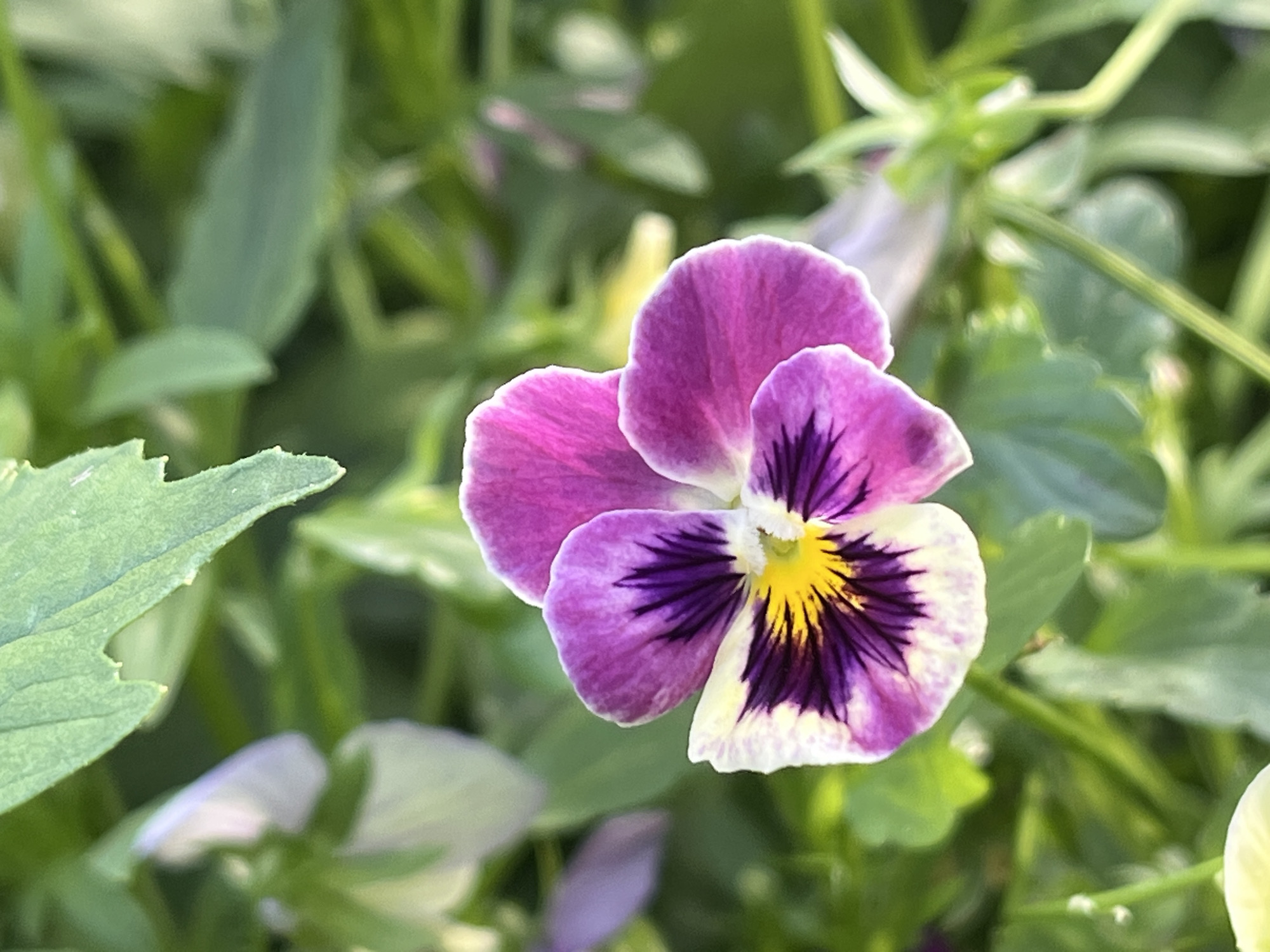 Garden flowers, a friendly cat, and scattered outdoor scenes