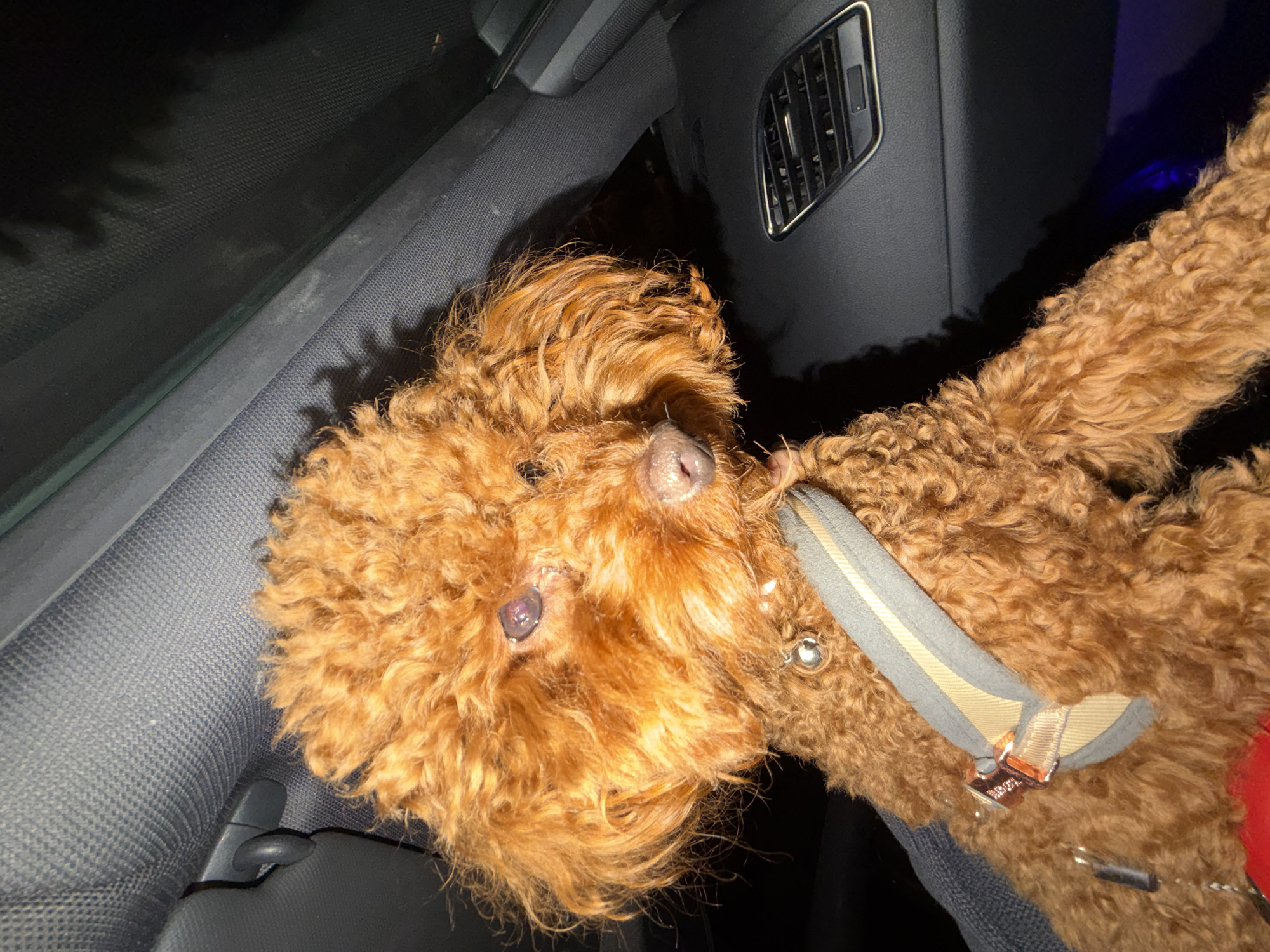 Brown poodle rests in car during Sofia evening