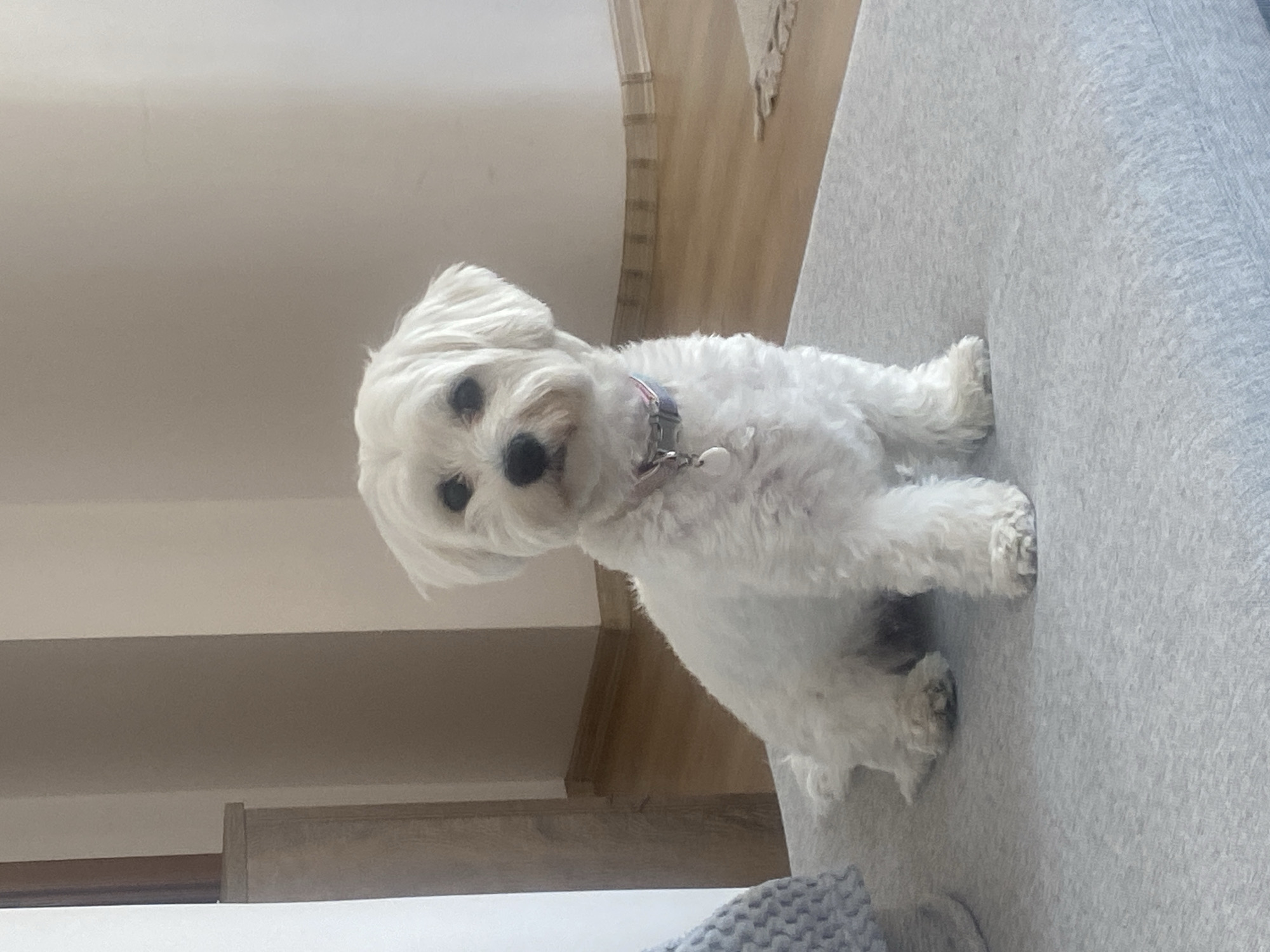 Dogs relaxing at home in Burgas